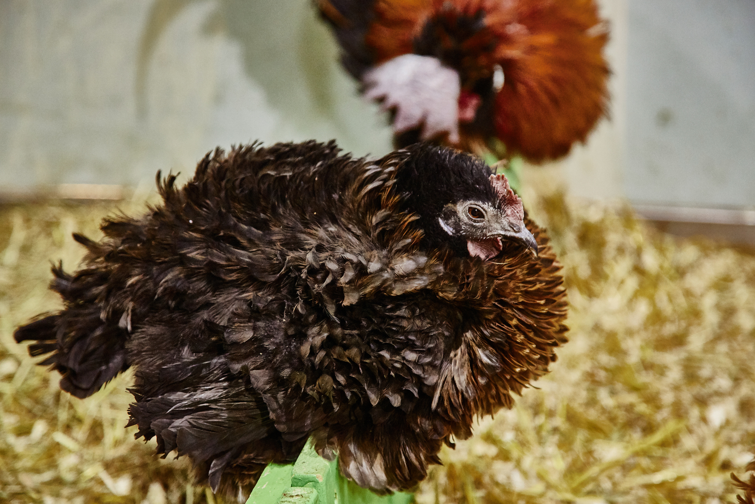 Контактный зоопарк "Белый Кенгуру". Фотограф Сонкина Татьяна