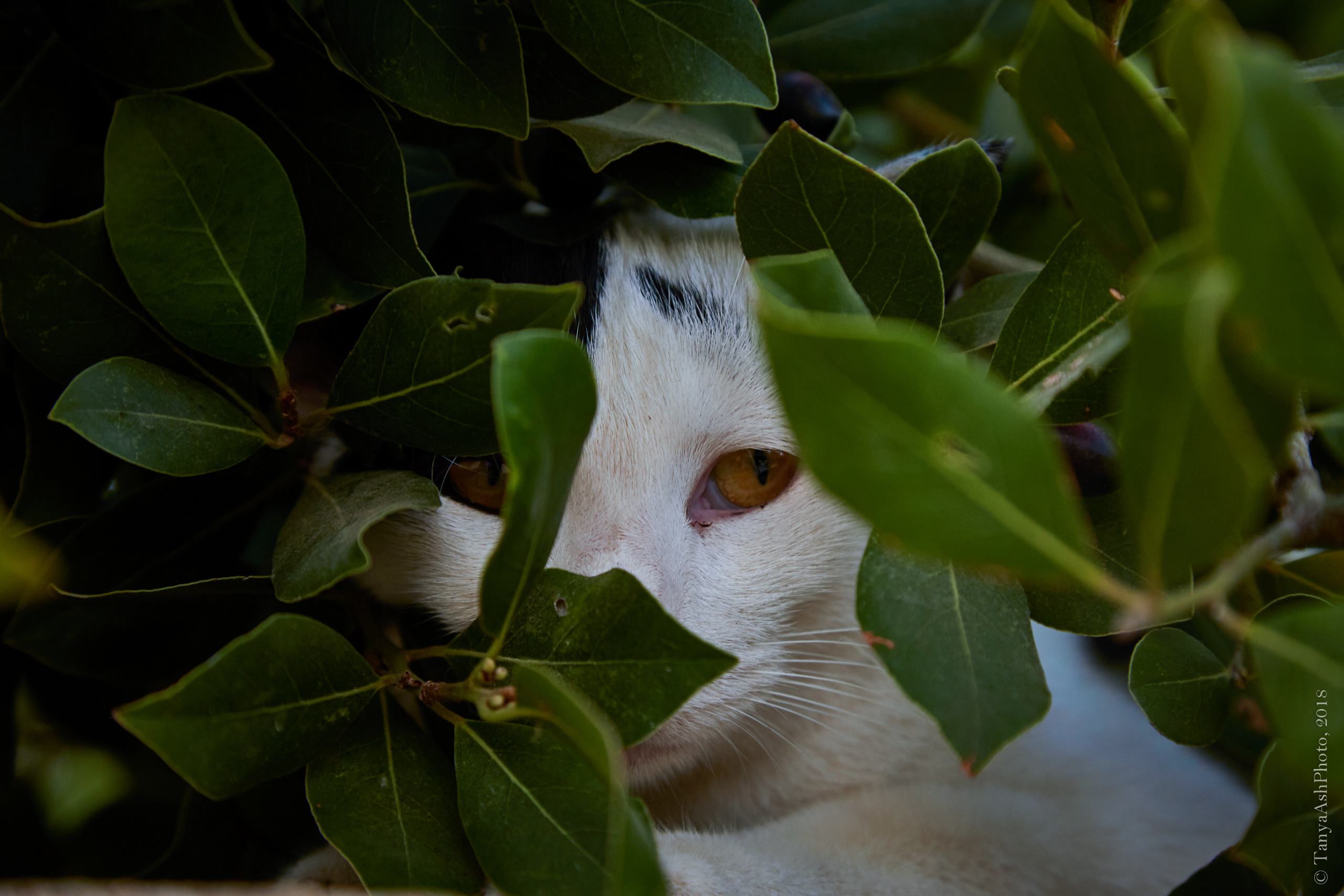 Фотографии Кипра и Пафоса. Photographer Sonkina Tatiana (Tanya Ash)
