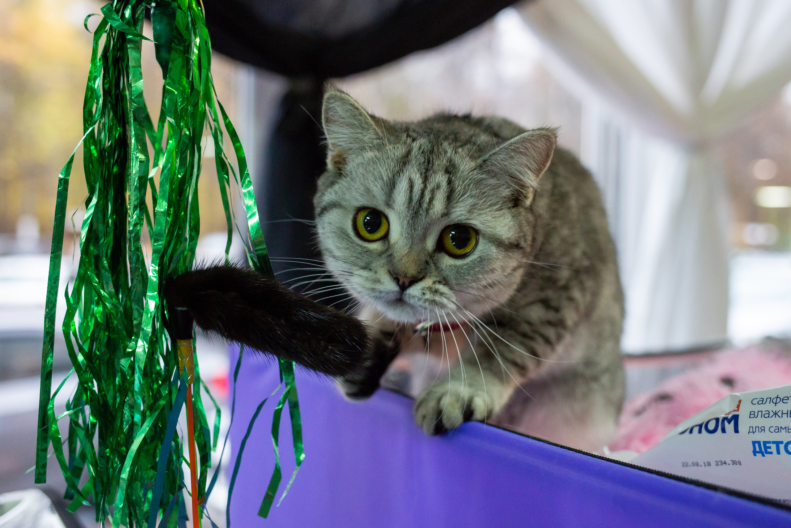 Felis 2018. Фотограф Сонкина Татьяна