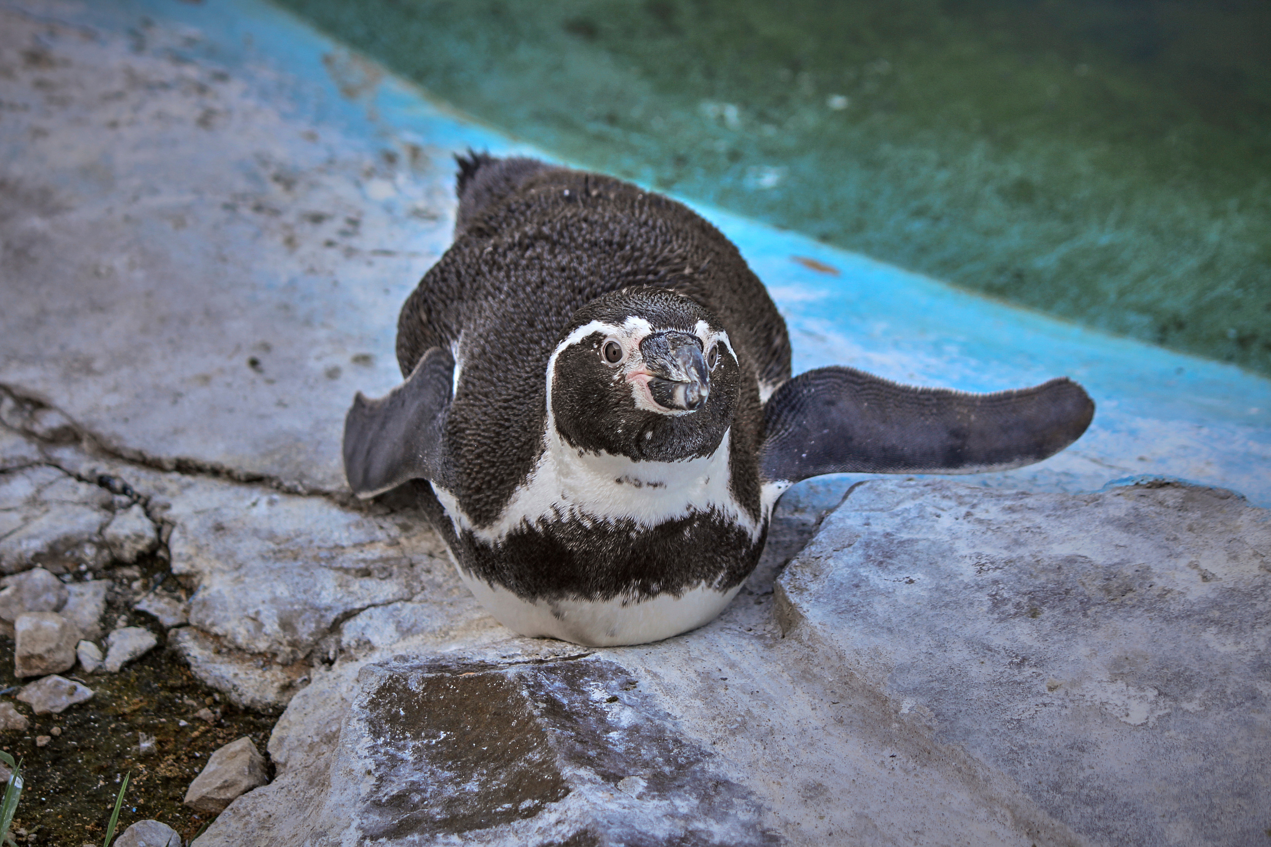 Зоопарк "Планета обезьян". Photographer Sonkina Tatiana (Tanya Ash)