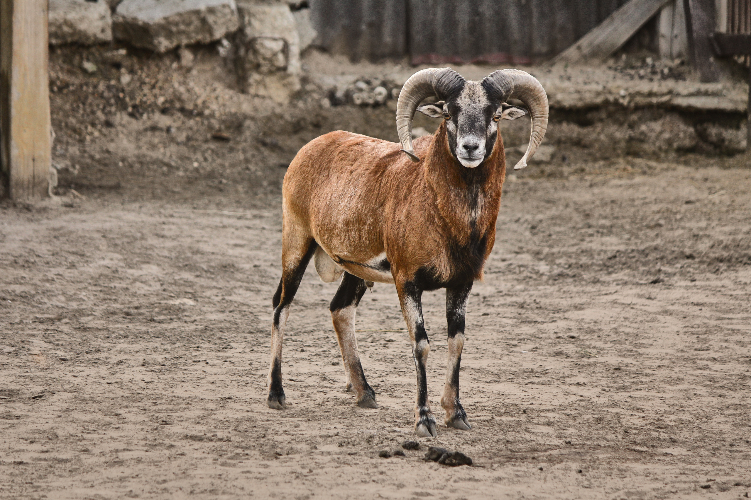 Зоопарк "Планета обезьян". Photographer Sonkina Tatiana (Tanya Ash)