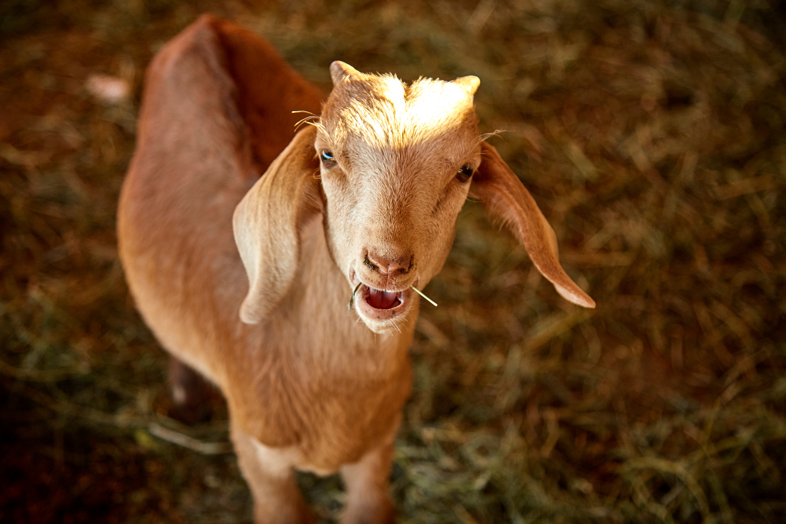 Зоопарк "Планета обезьян". Photographer Sonkina Tatiana (Tanya Ash)