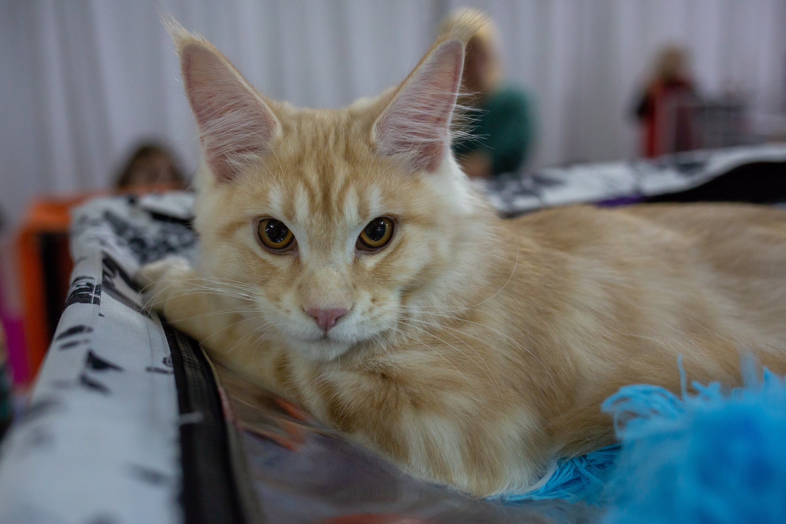 Felis 2018. Фотограф Сонкина Татьяна