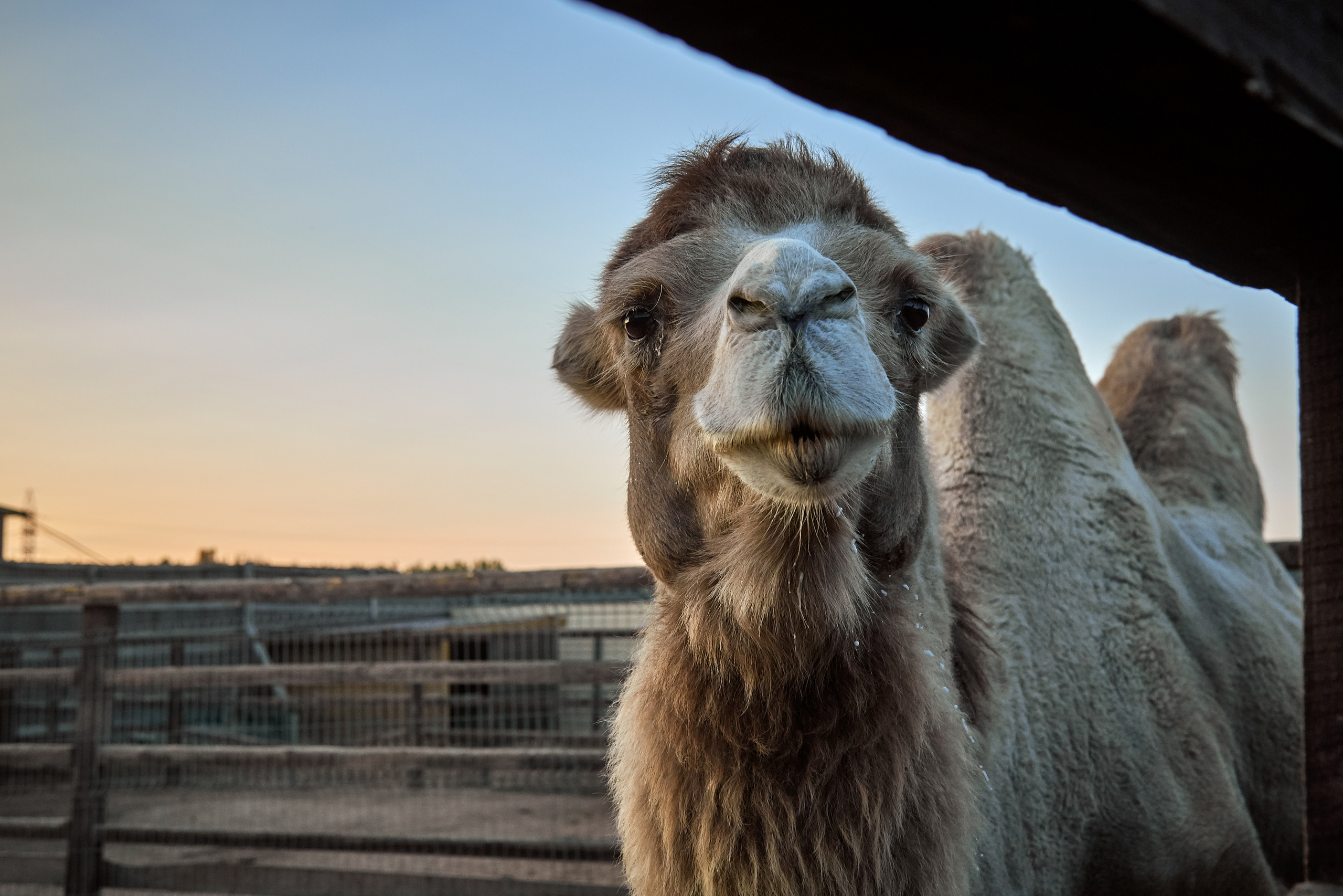 Зоопарк "Планета обезьян". Photographer Sonkina Tatiana (Tanya Ash)