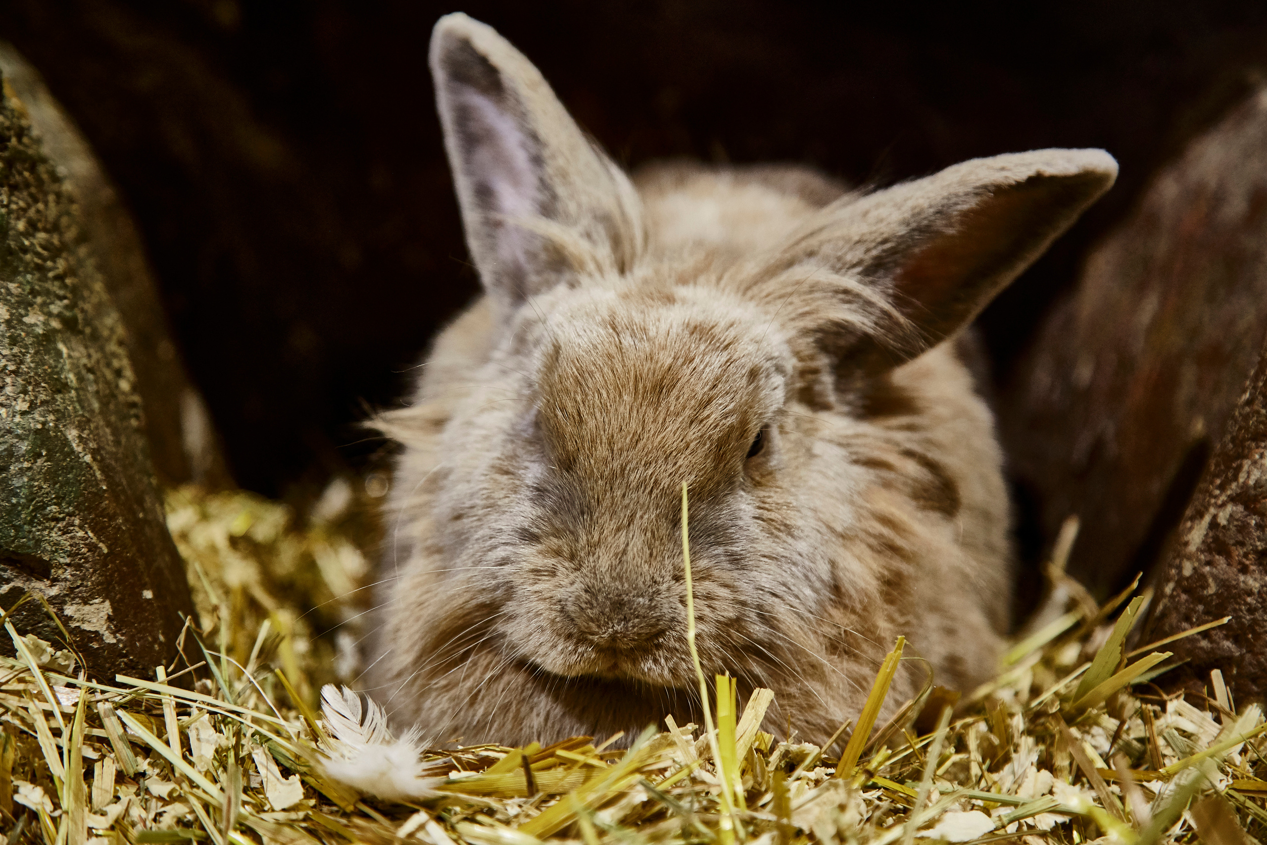 Контактный зоопарк "Белый Кенгуру". Фотограф Сонкина Татьяна