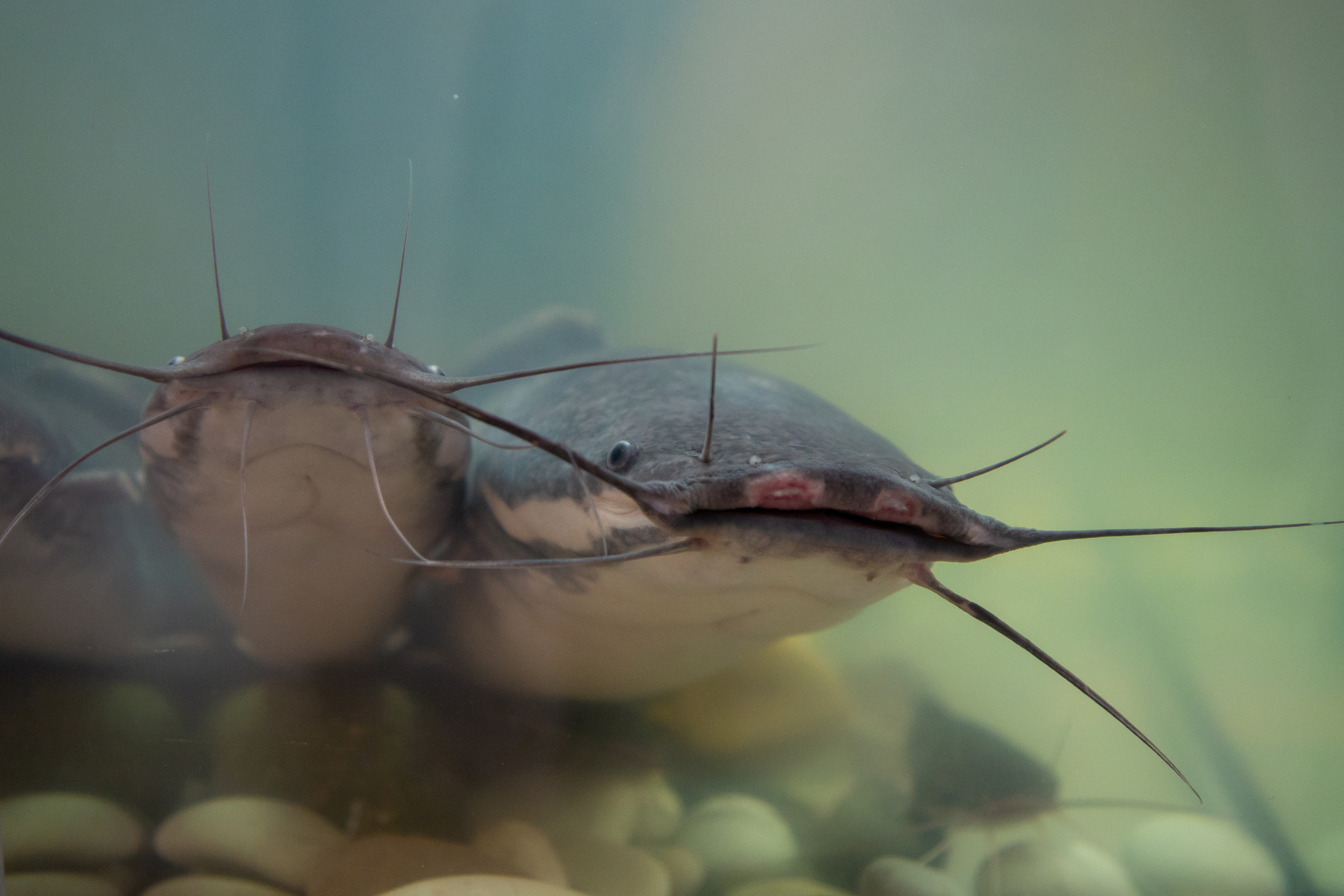 Выставка "Золотая осень". Photographer Sonkina Tatiana (Tanya Ash)