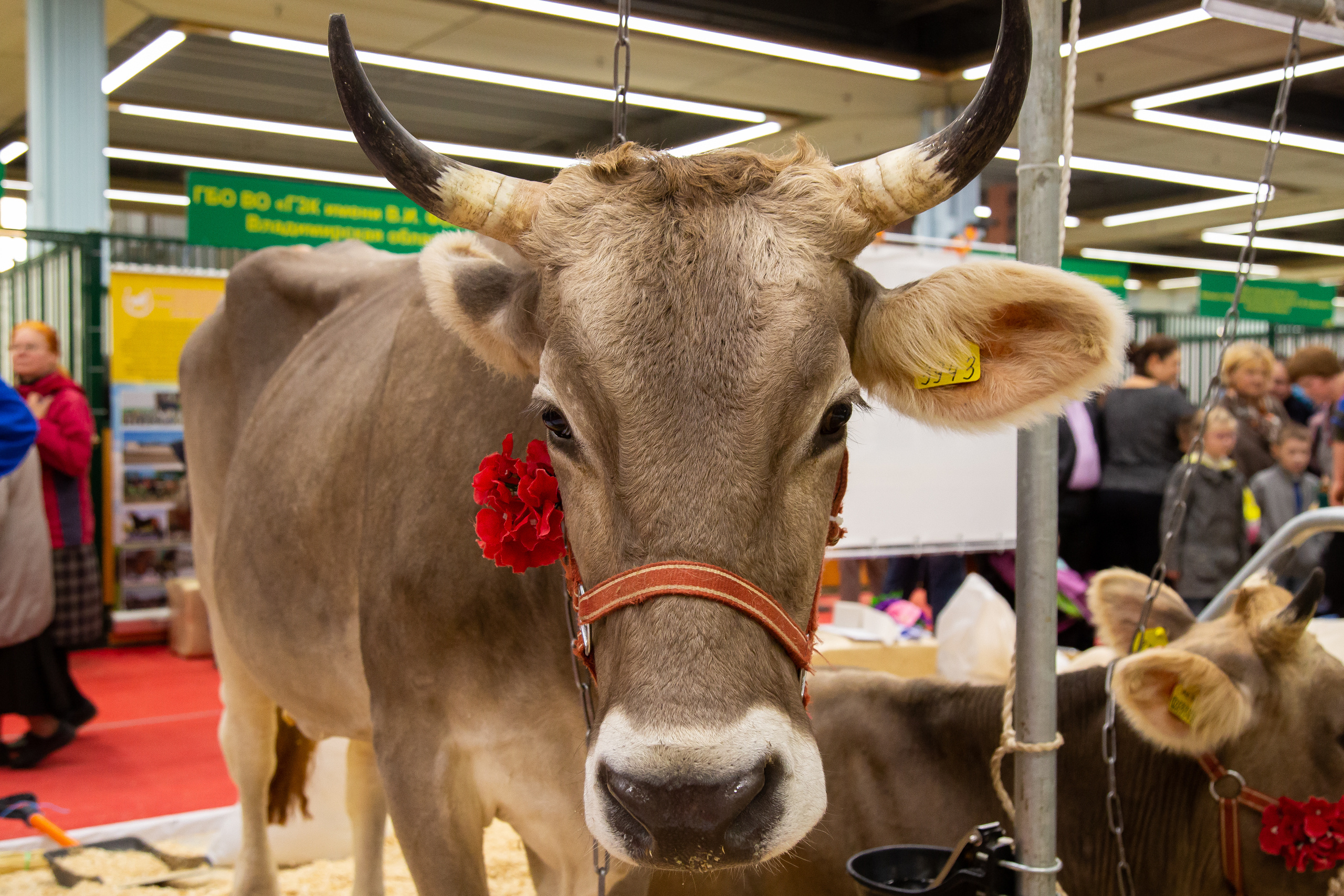Выставка "Золотая осень". Photographer Sonkina Tatiana (Tanya Ash)