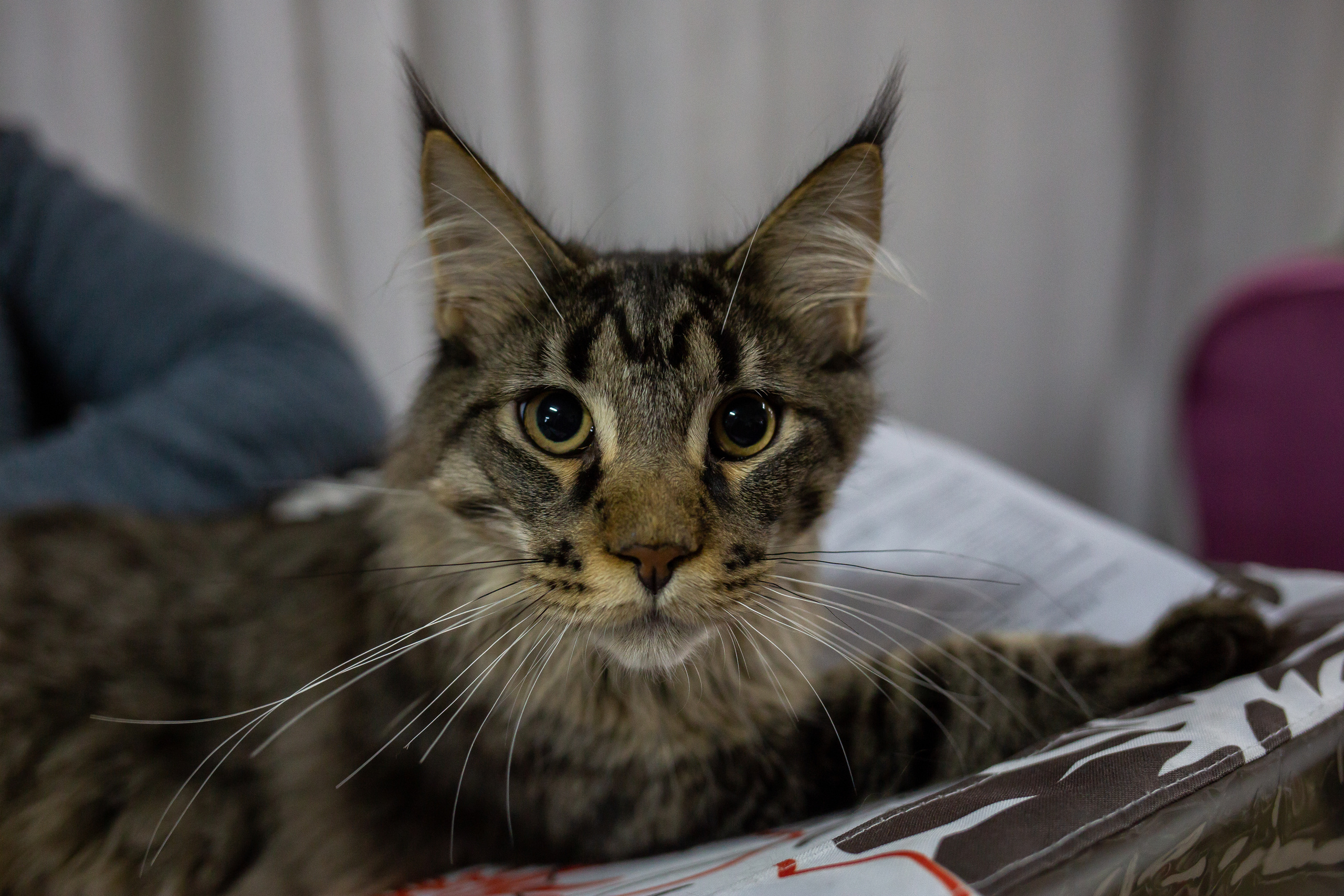 Felis 2018. Фотограф Сонкина Татьяна