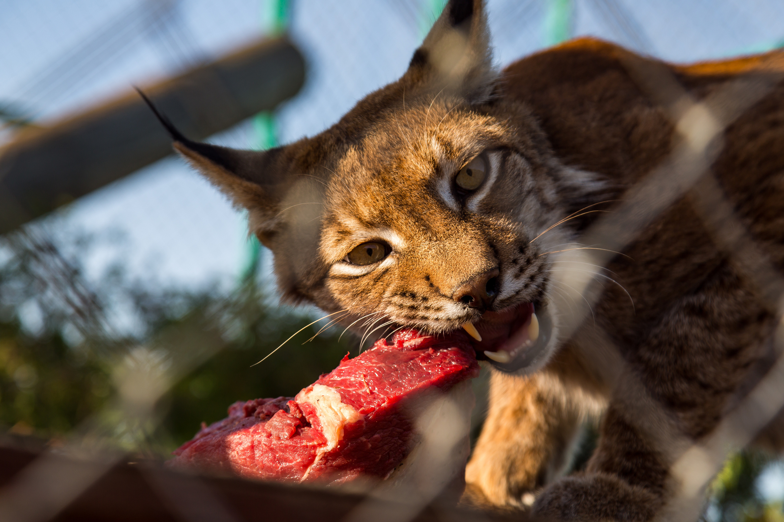 Экзотик Парк. Фотограф Сонкина Татьяна