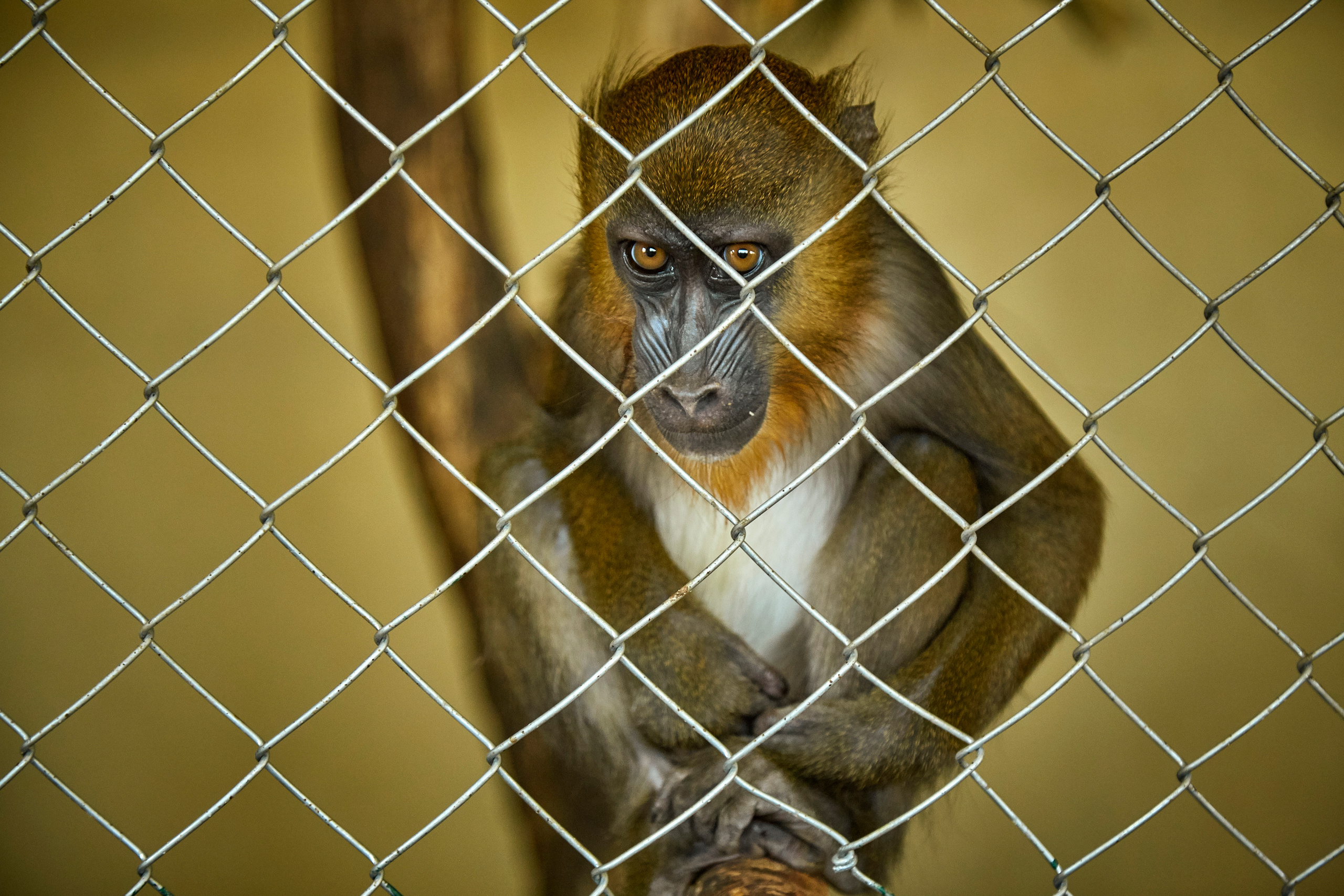 Зоопарк "Планета обезьян". Photographer Sonkina Tatiana (Tanya Ash)