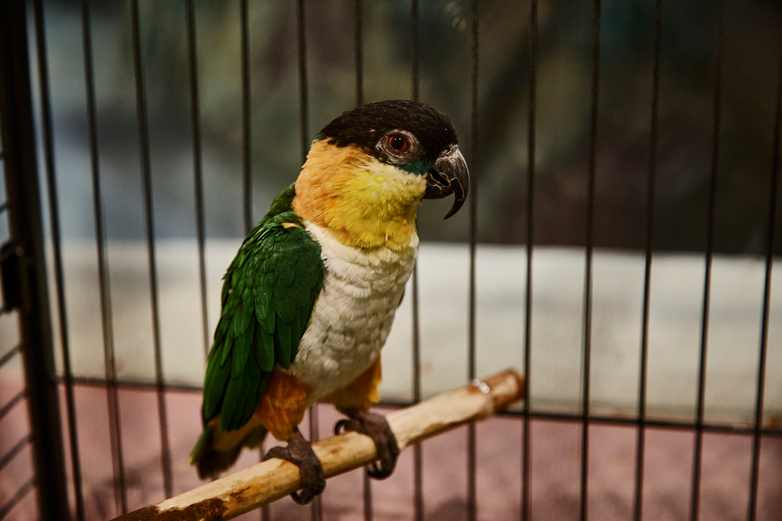 Контактный зоопарк "Белый Кенгуру". Фотограф Сонкина Татьяна