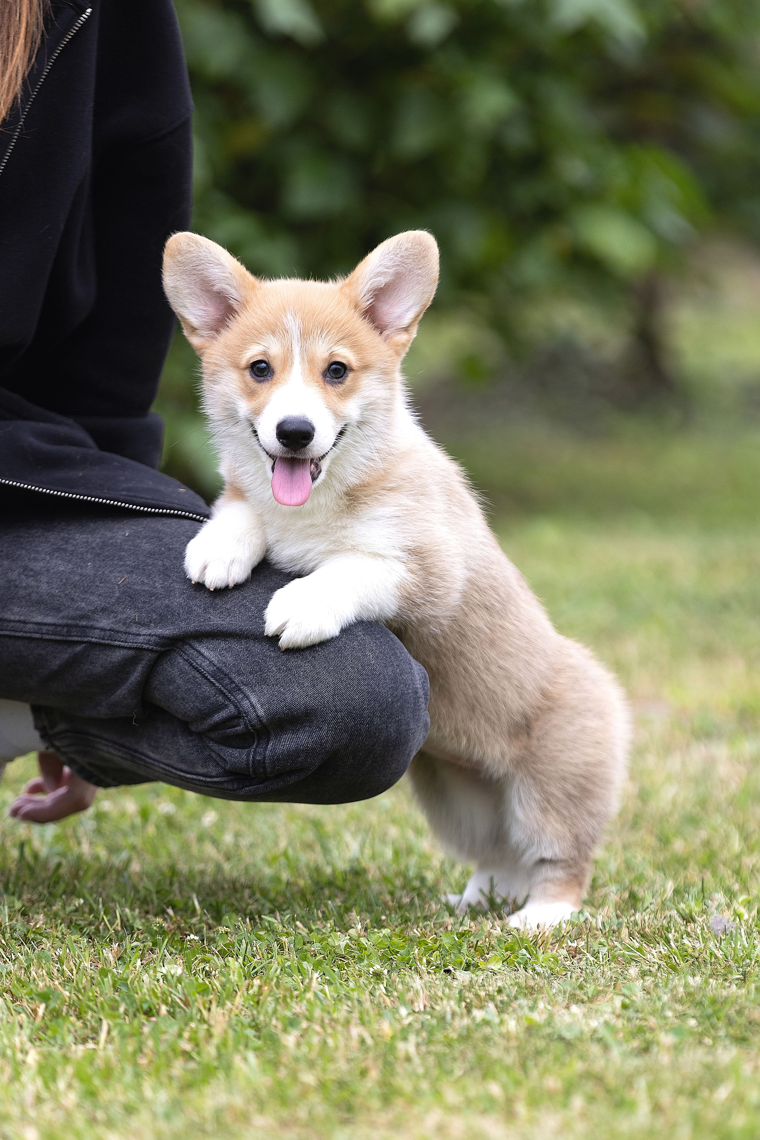 Свободные щенки. Главная