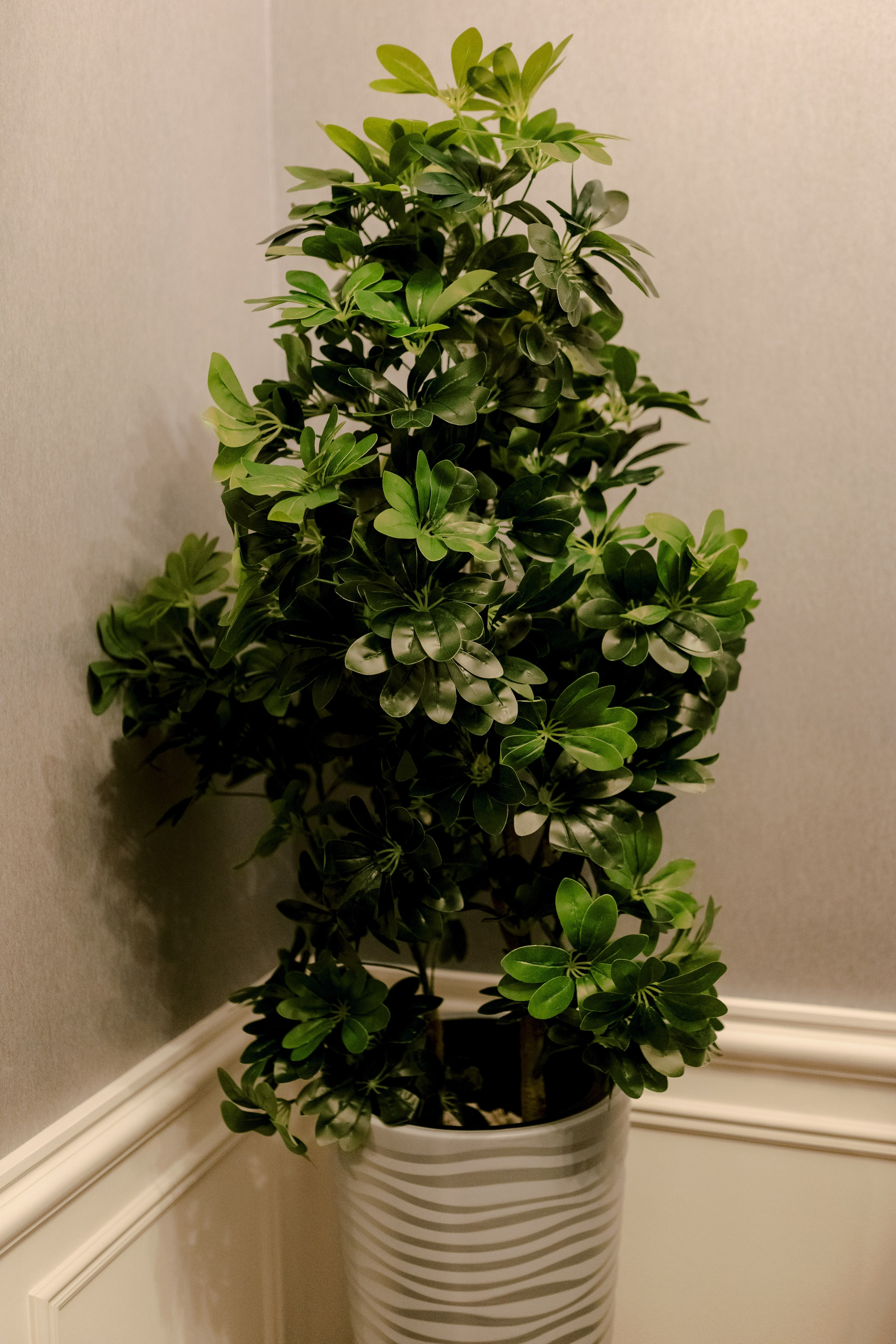 Ambassador. Свадебный фотограф в Нальчике Алим Джаппуев