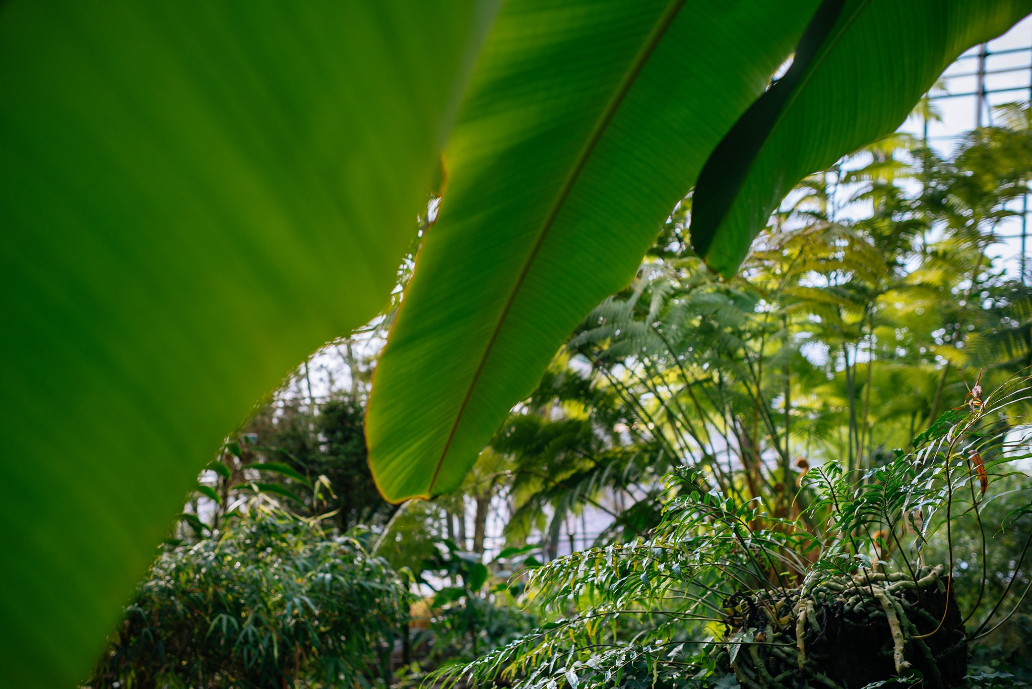 Ботанический сад. Субтропический маршрут. Март 26. Репортажный фотограф в Санкт-Петербурге Анастасия Клёпова