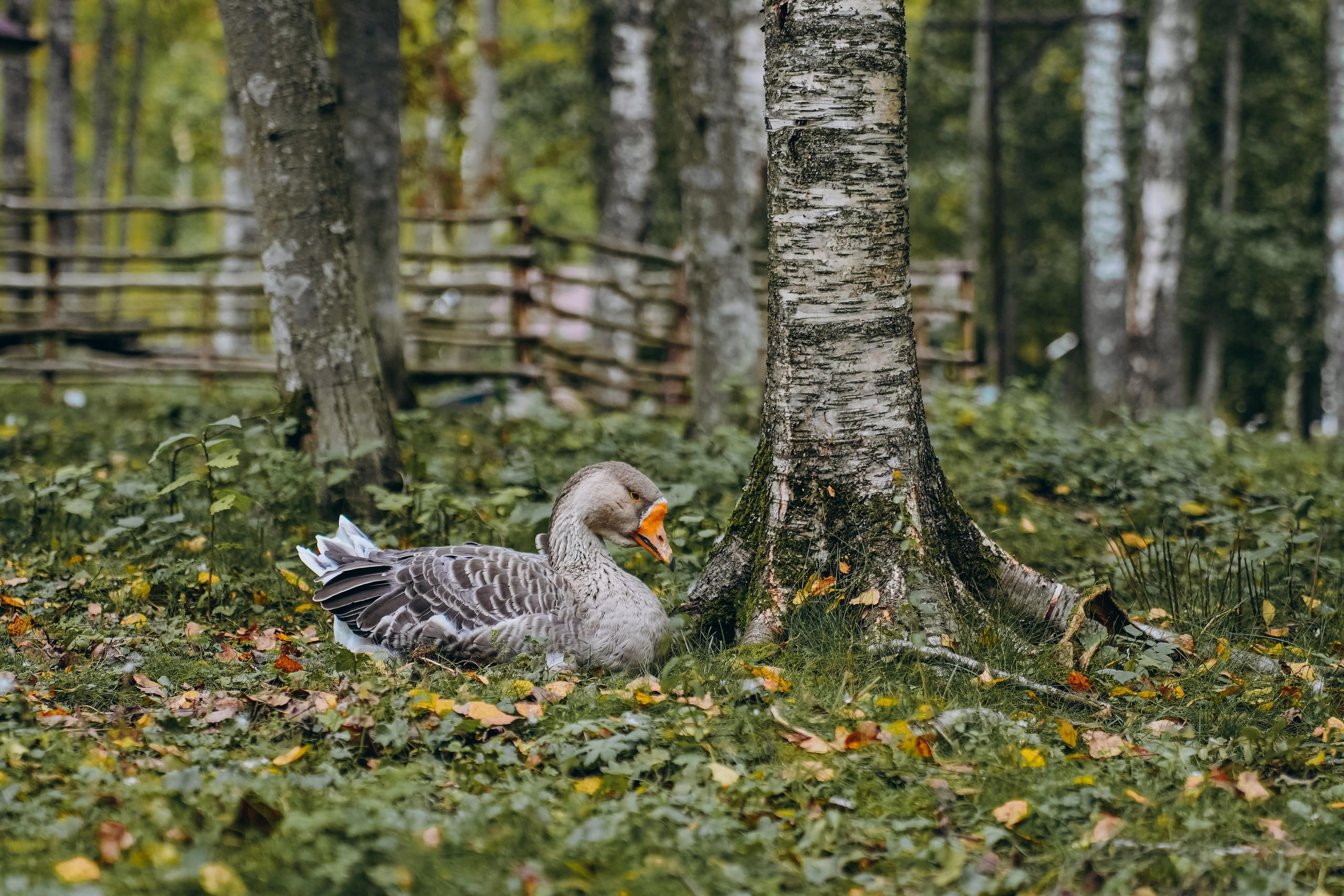 СЕВЕР. Event фотограф Степанова Александра