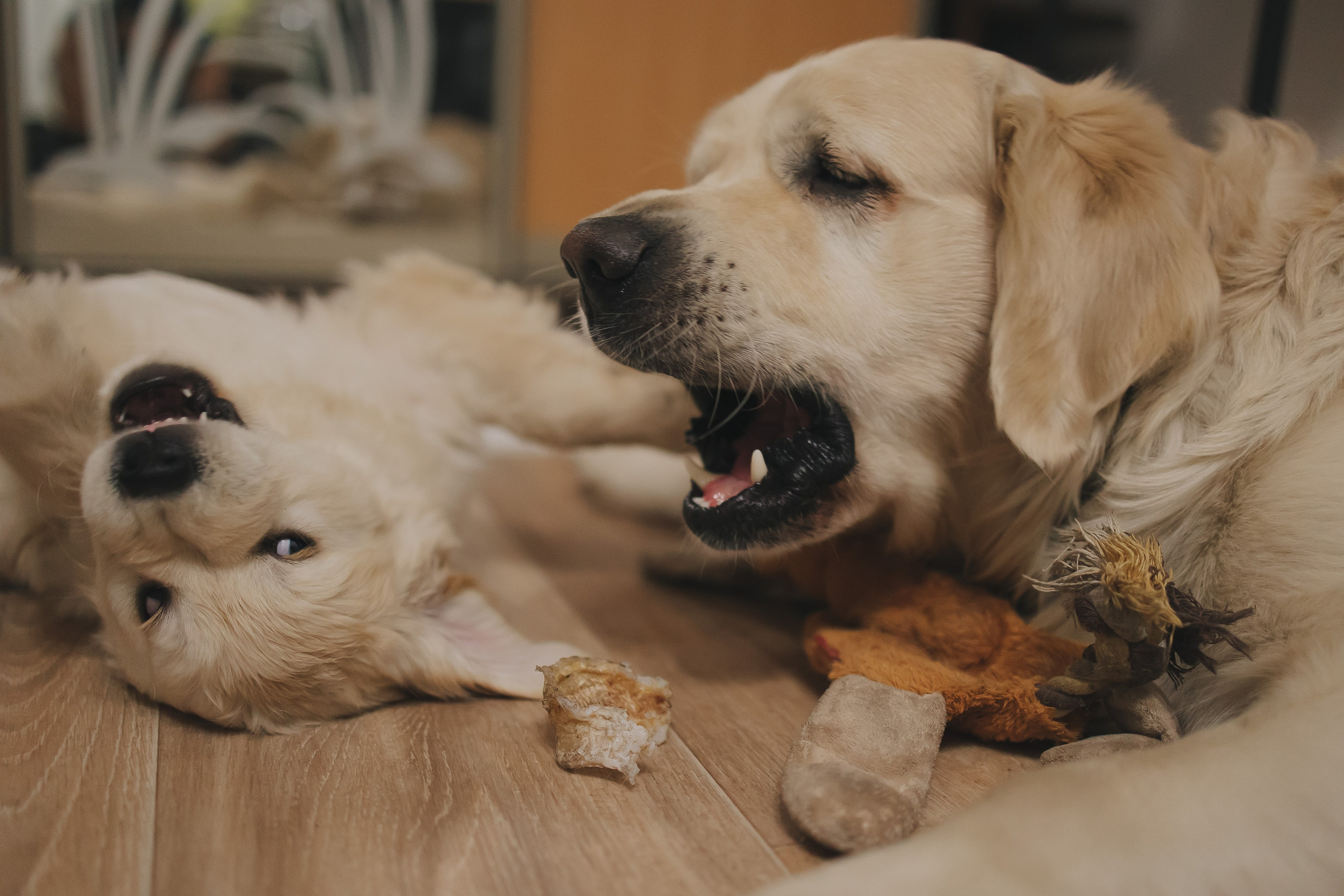 Снежик и Веста, НГ. Свадебный и женский фотограф