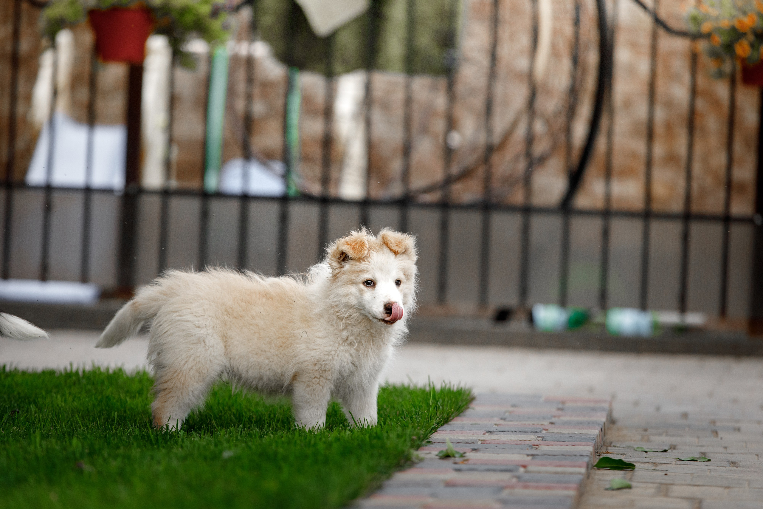 Болтовня в саду. О нас