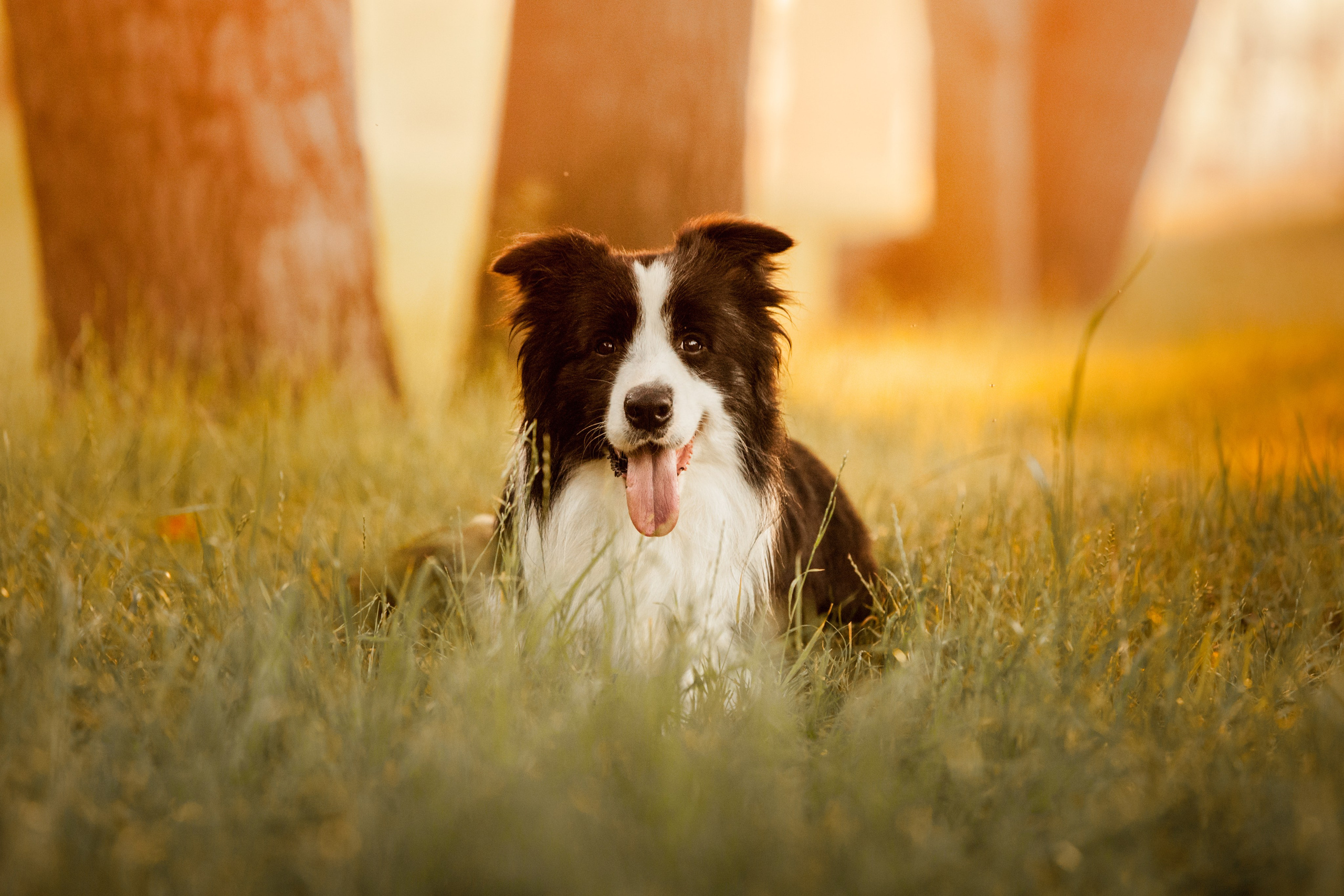 Сочный рассвет, на который решились. О нас