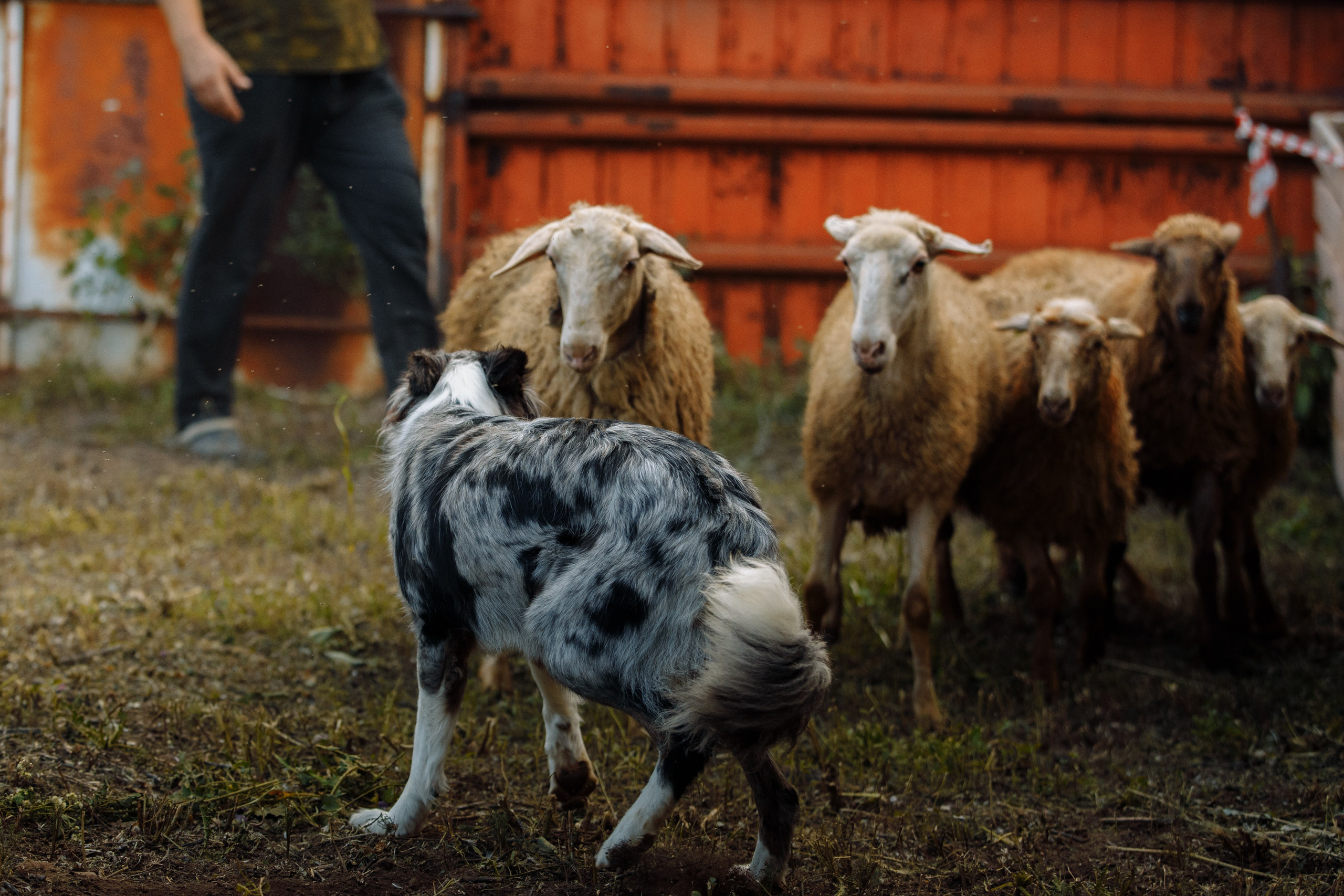 Овечий день. О нас
