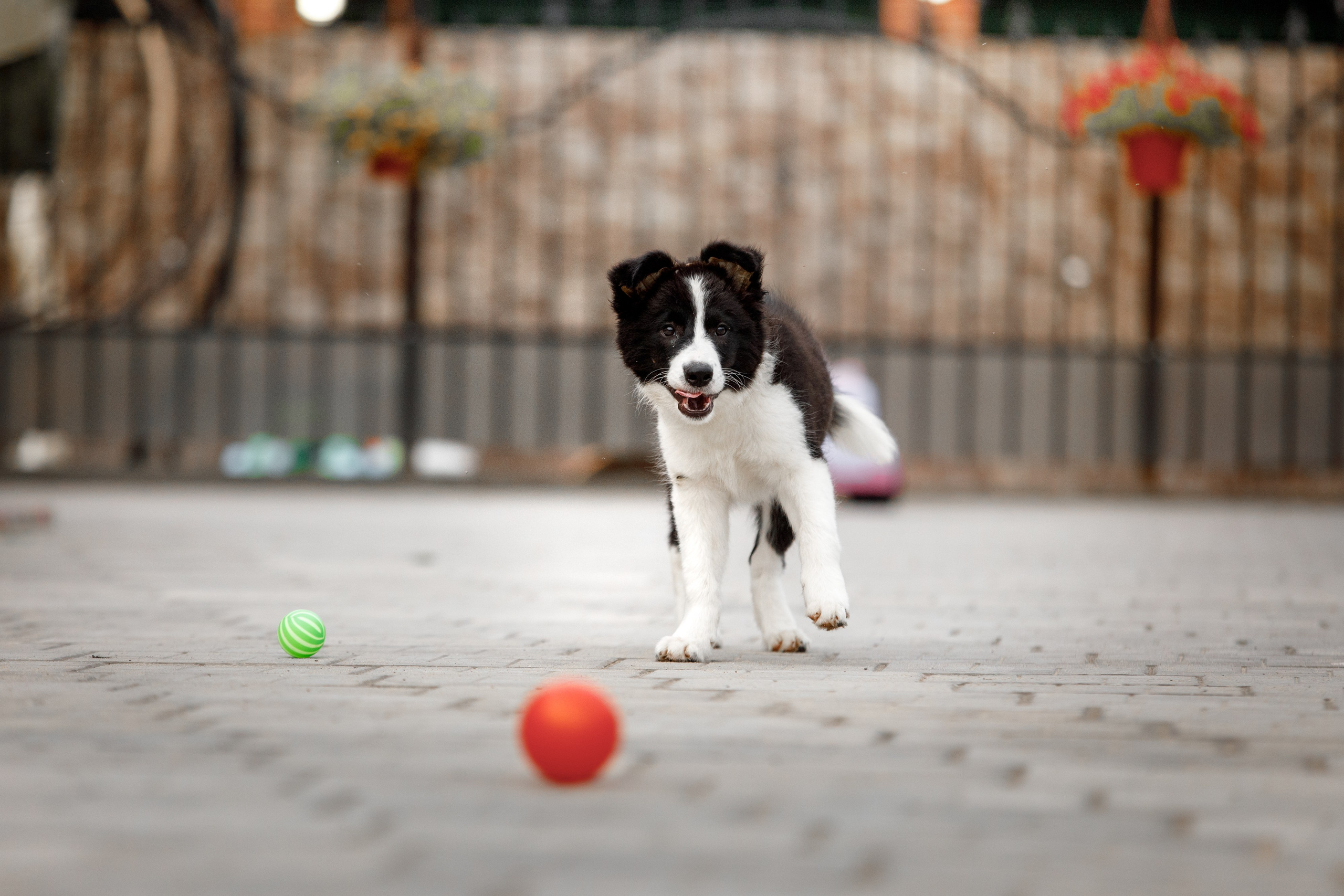 Болтовня в саду. О нас