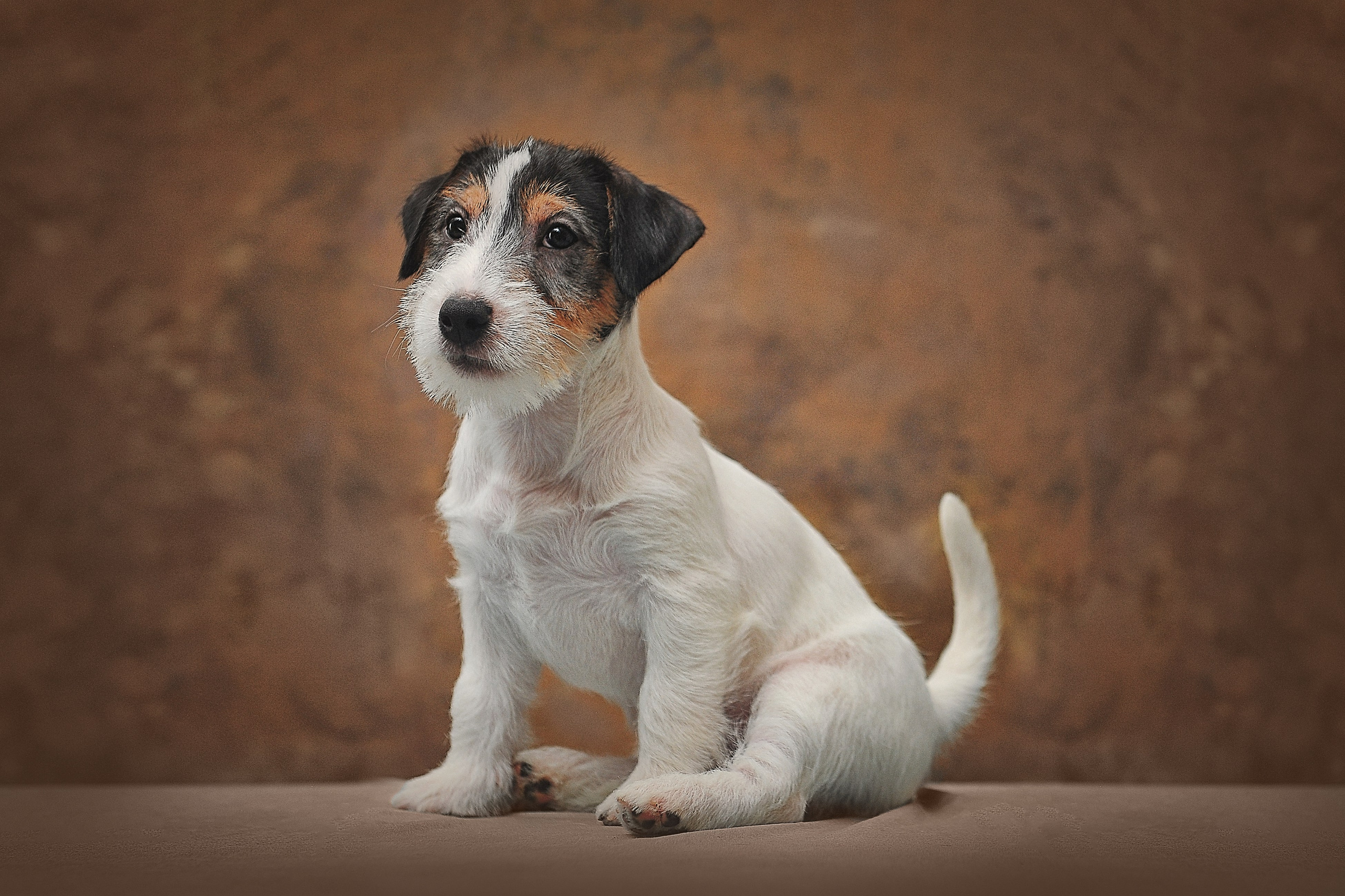 Фотосессия животных в Ижевских, фотограф животных. Детский, семейный фотограф в Ижевске и Москве Аксинья Лысенкова ADEN