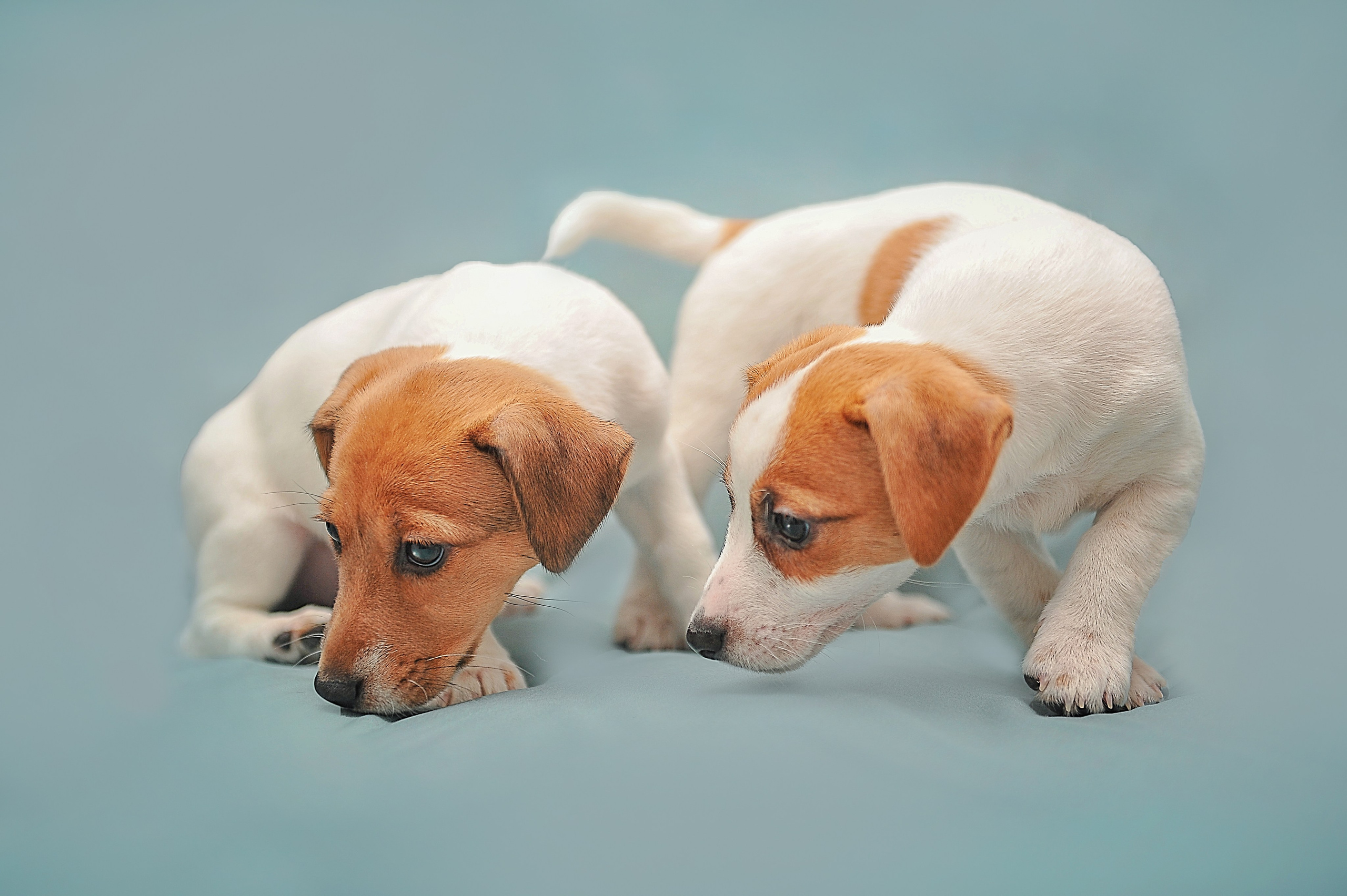 Фотосессия животных в Ижевских, фотограф животных. Детский, семейный фотограф в Ижевске и Москве Аксинья Лысенкова ADEN