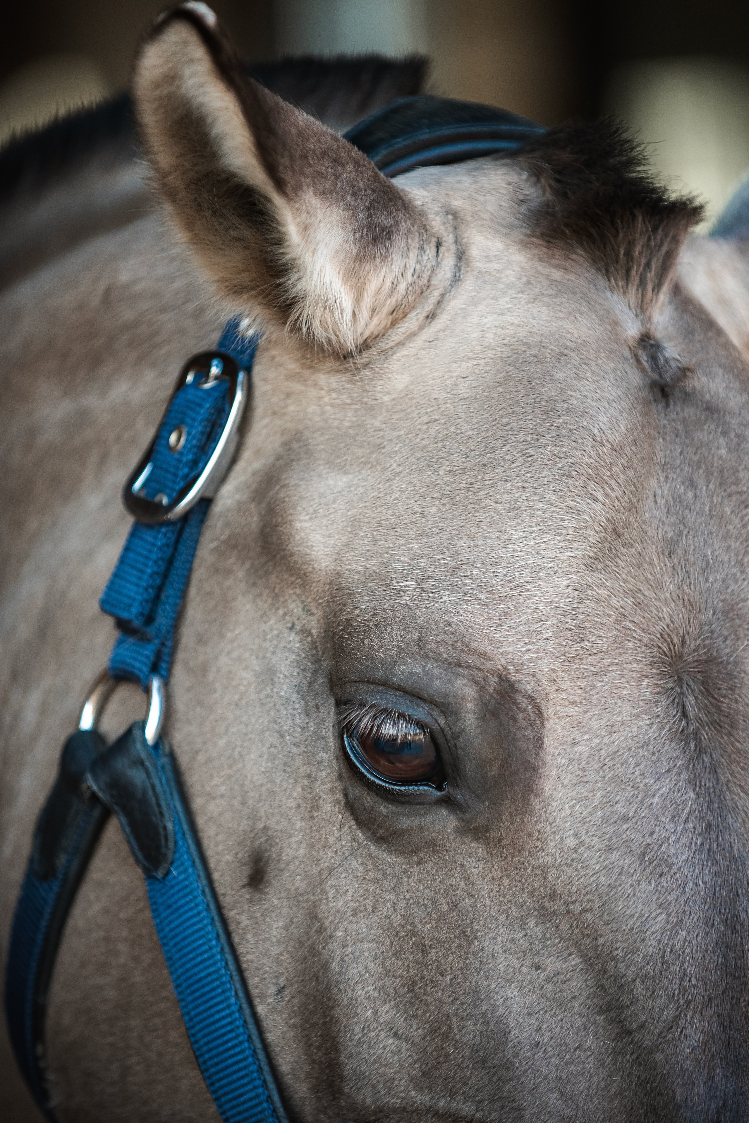 Катя SedlaMSK и Кася с Габи. Конный фотограф Куракина Дарья • Фотосессии с лошадьми