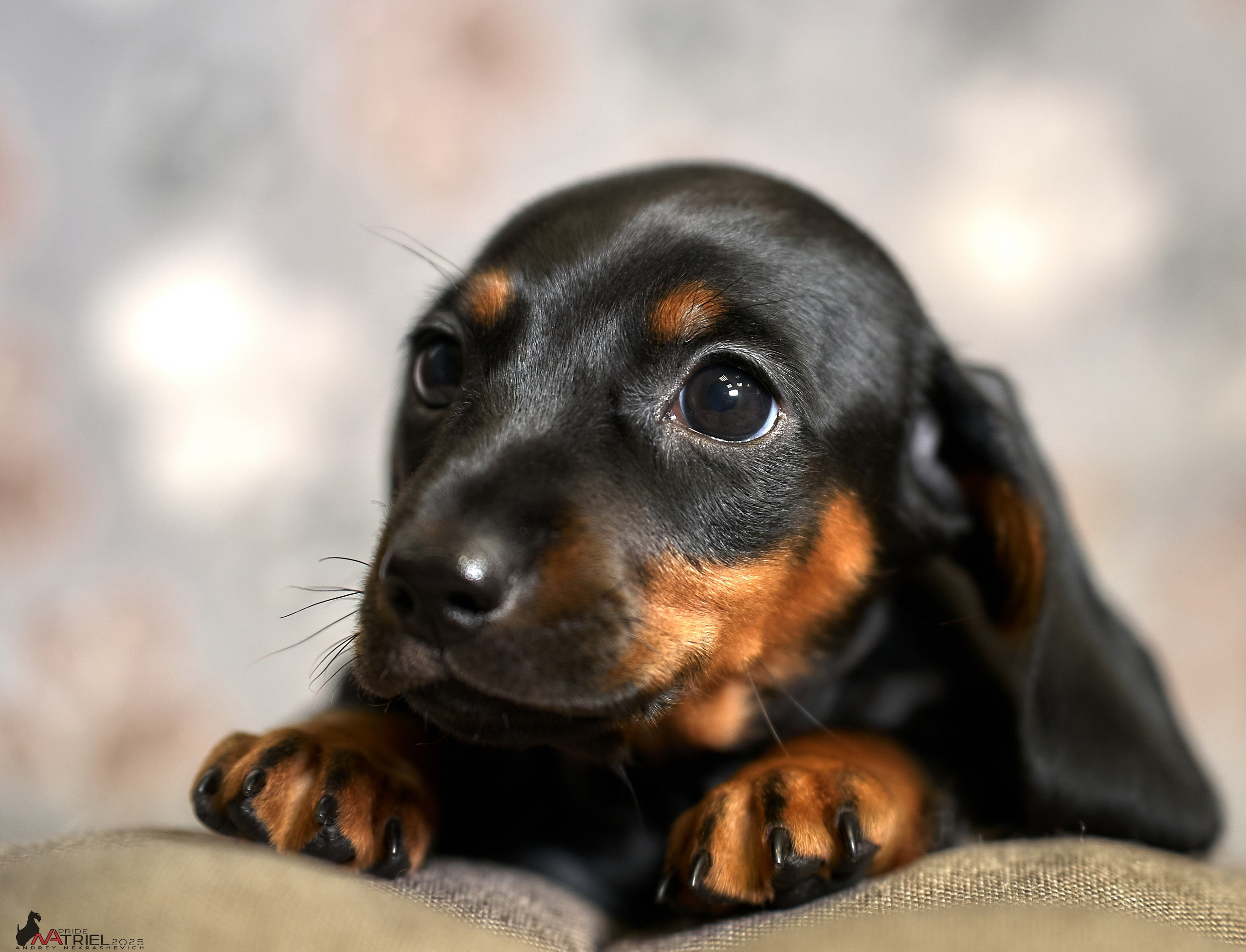 Съемка щенков таксы с мобильным светом