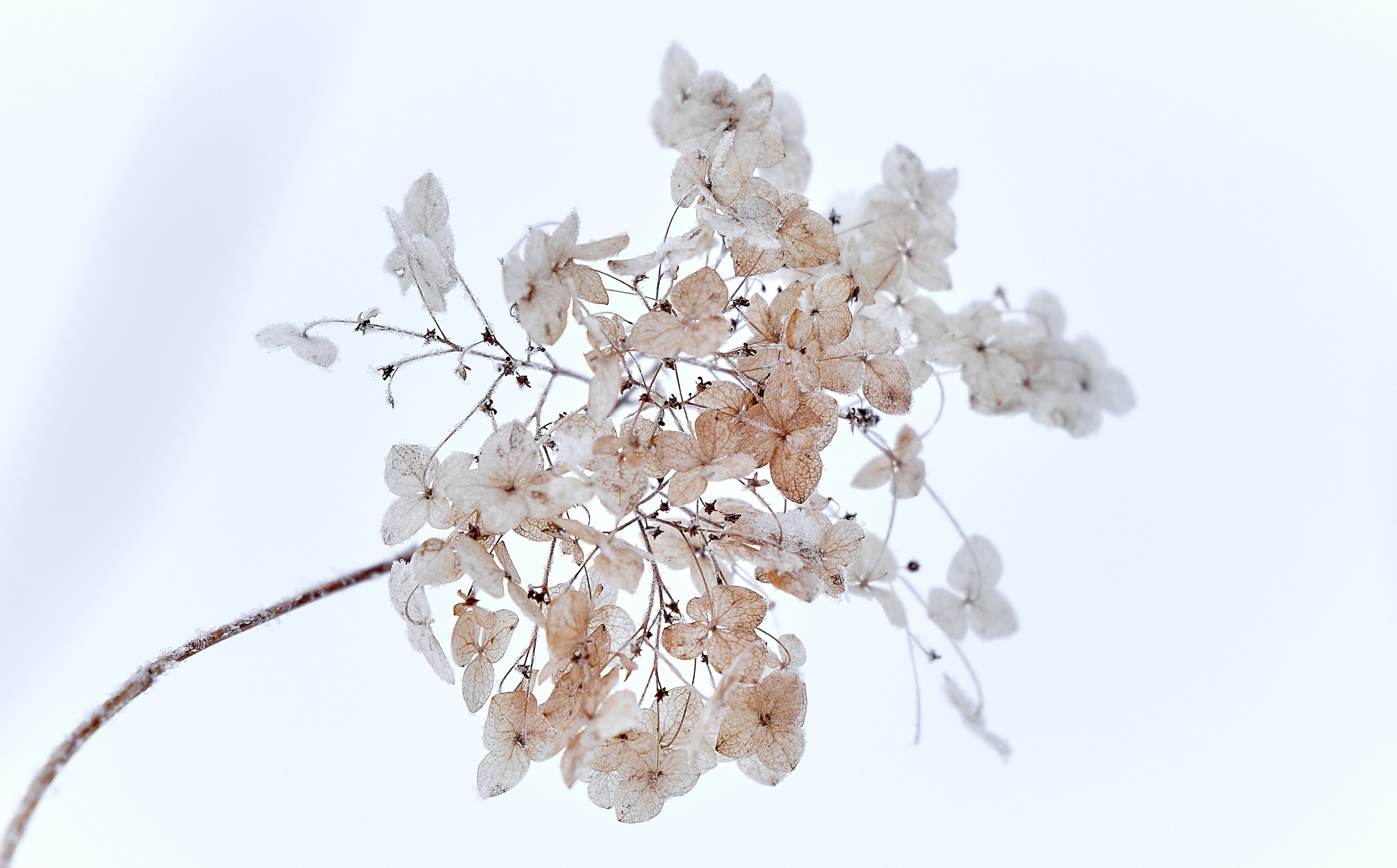 Лютики-цветочки — галерея NATRIEL