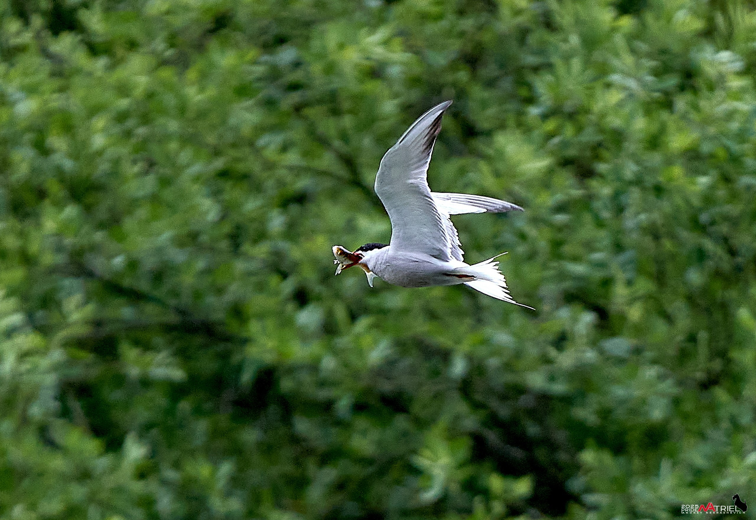 Съемка в парке на воде