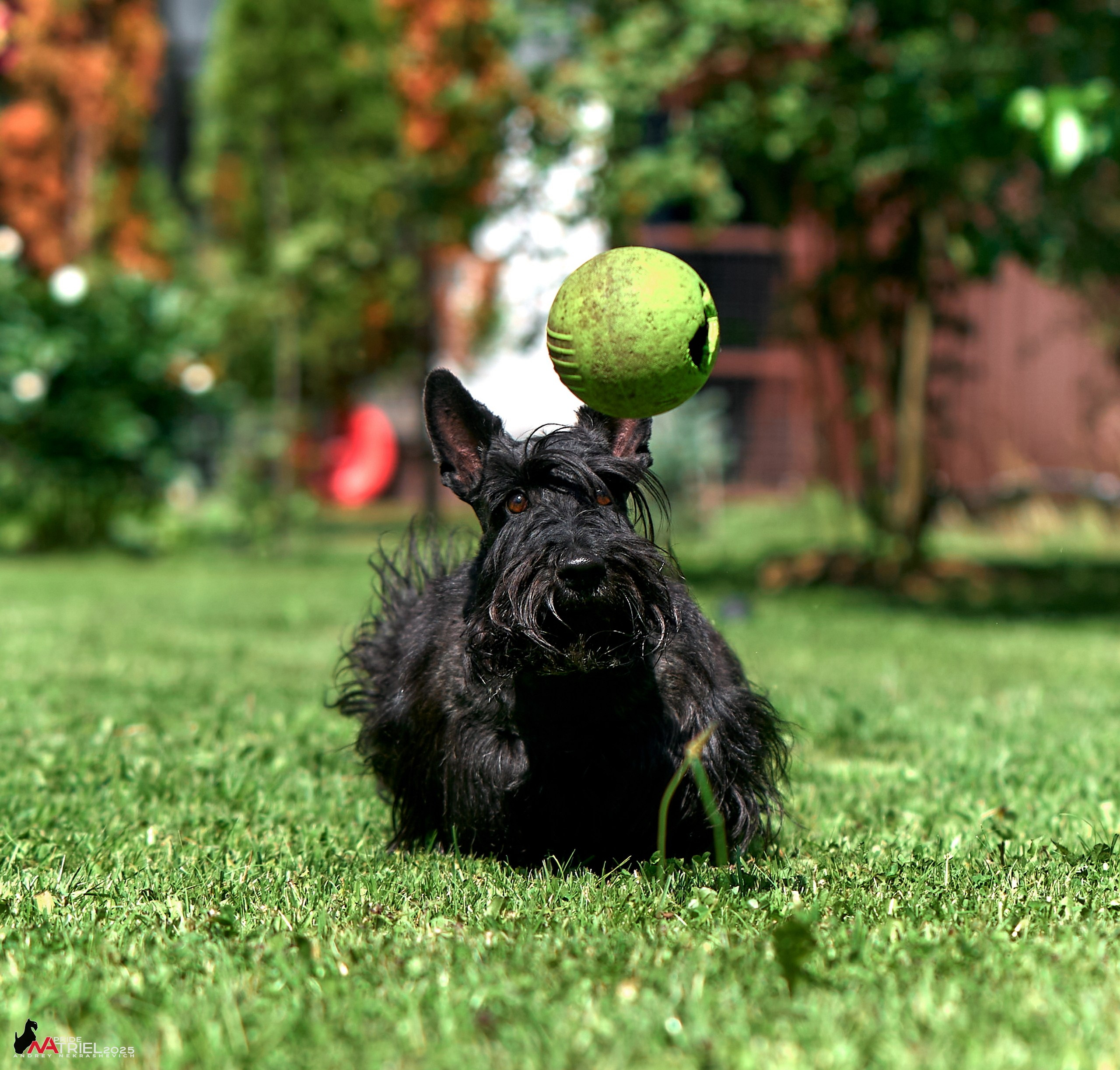 Алабаи и скотч-терьеры в питомнике у Ольги