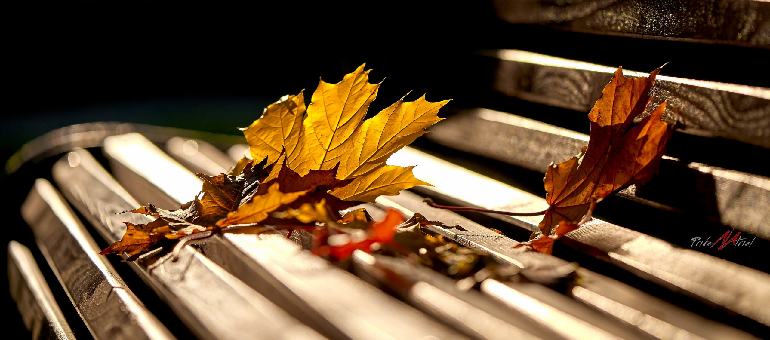 Лютики-цветочки — галерея NATRIEL