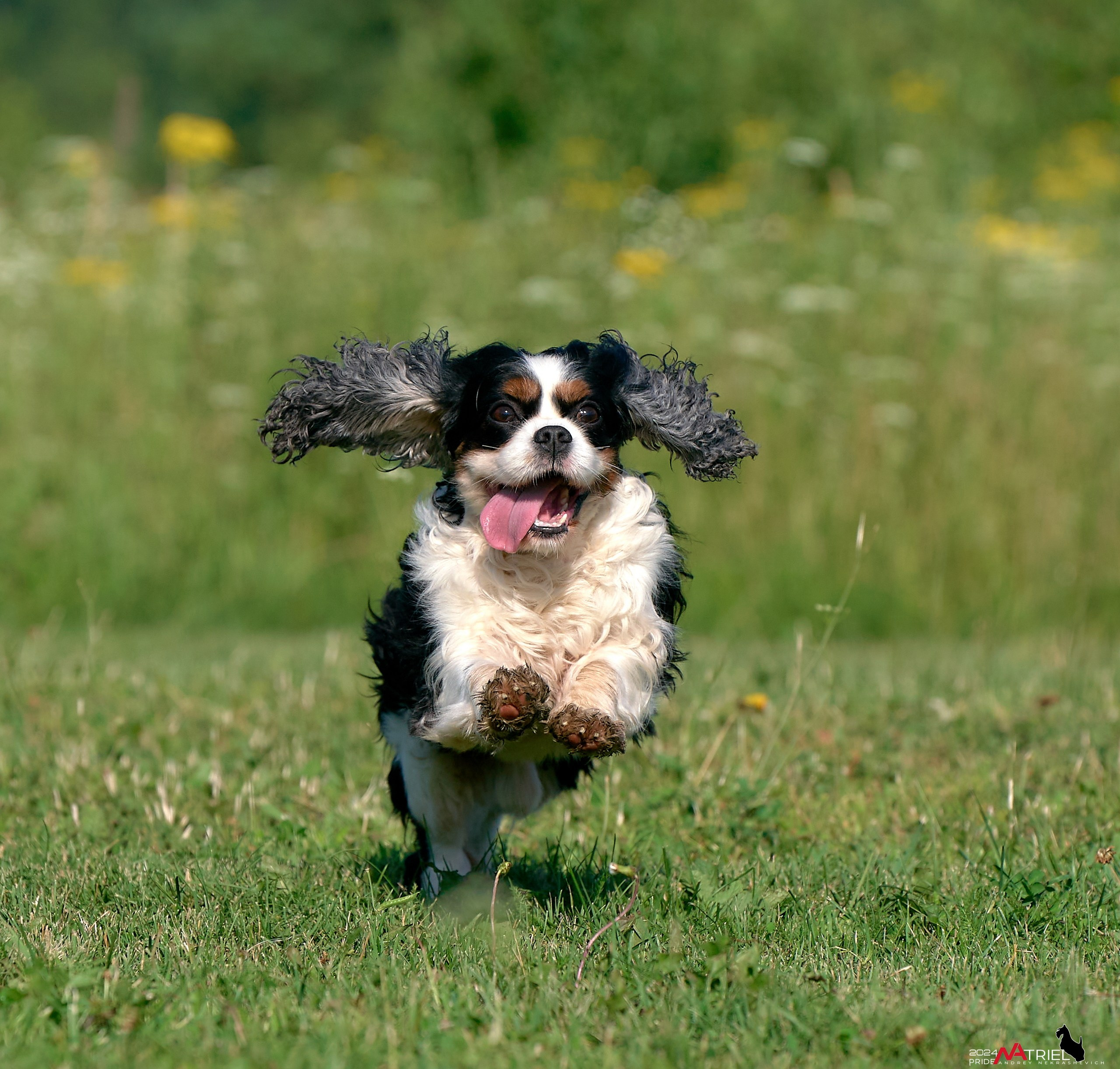 Репортаж из кинологического лагеря