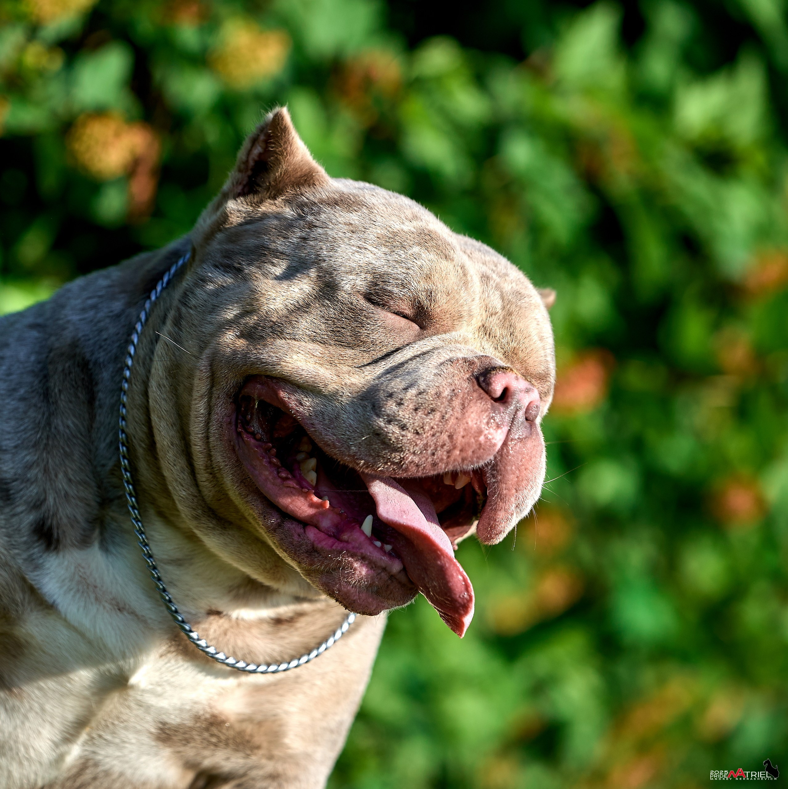 Съемка собак породы булли на природе