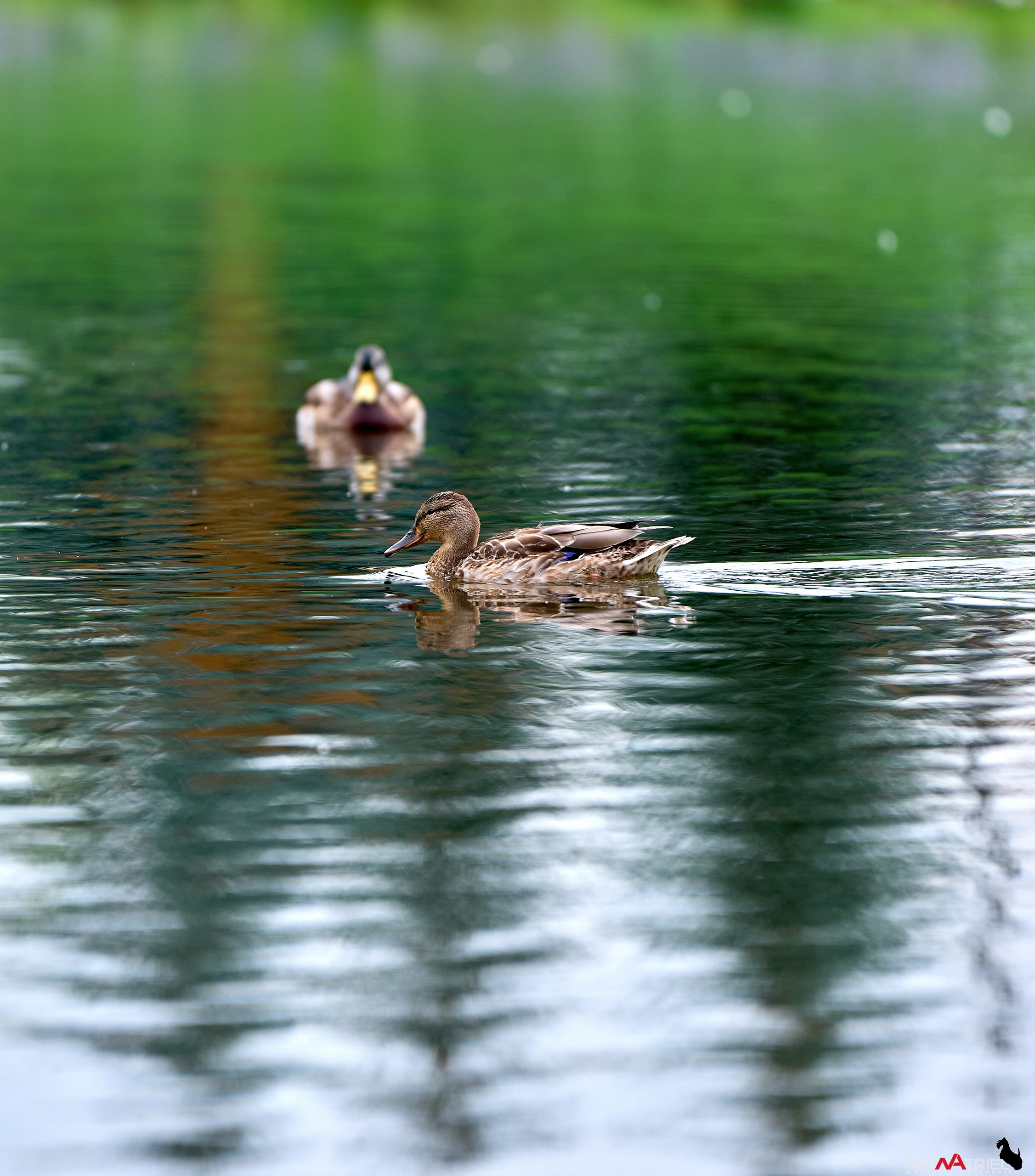 Утки на пруду