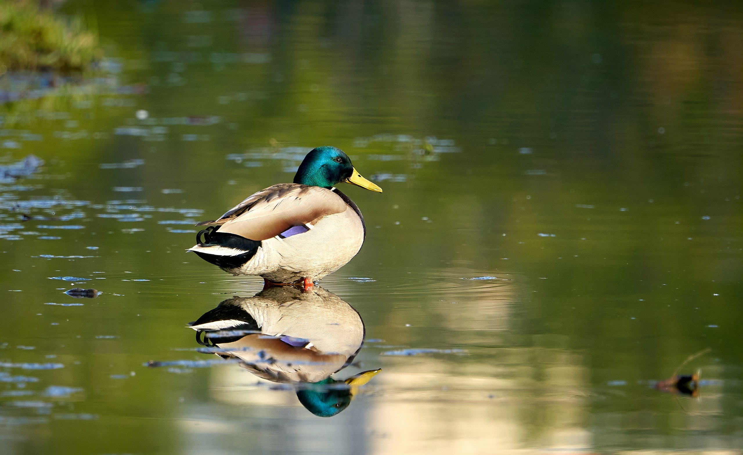 Фото птиц — галерея NATRIEL