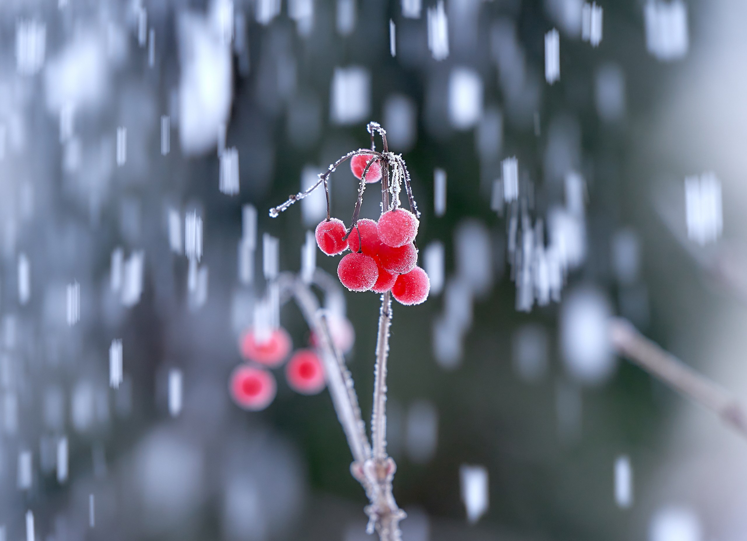 Лютики-цветочки — галерея NATRIEL