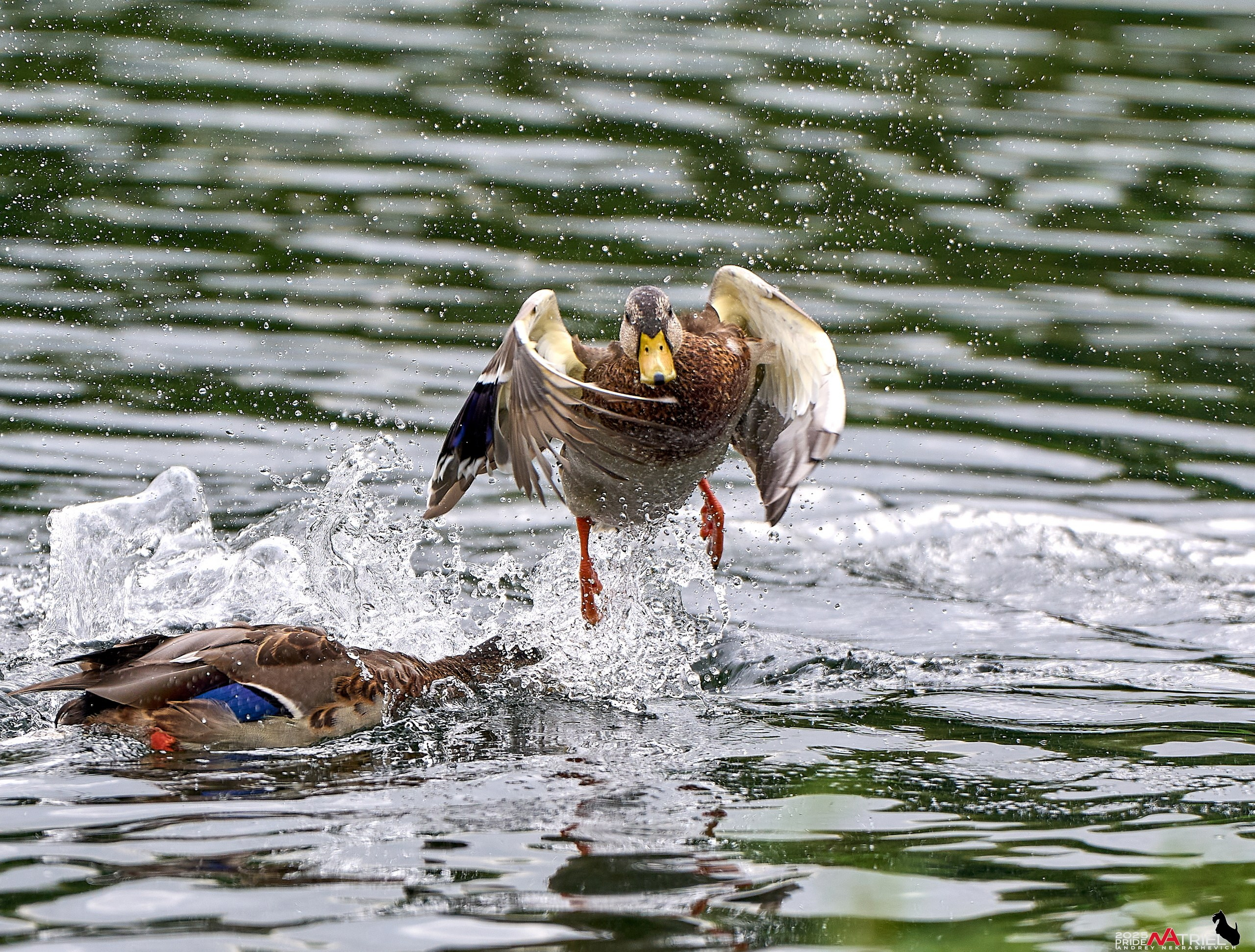 Утки на пруду