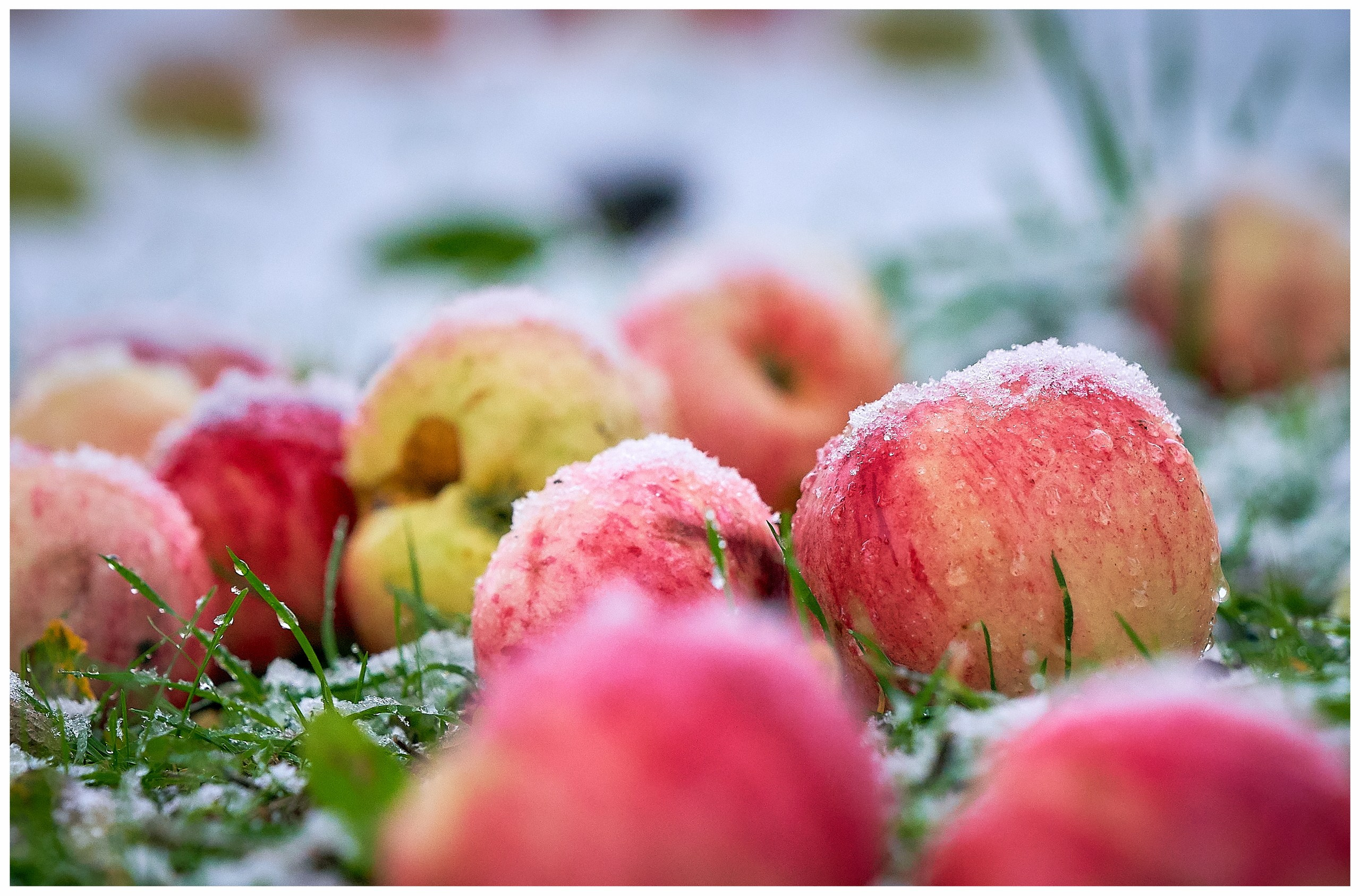 Лютики-цветочки — галерея NATRIEL