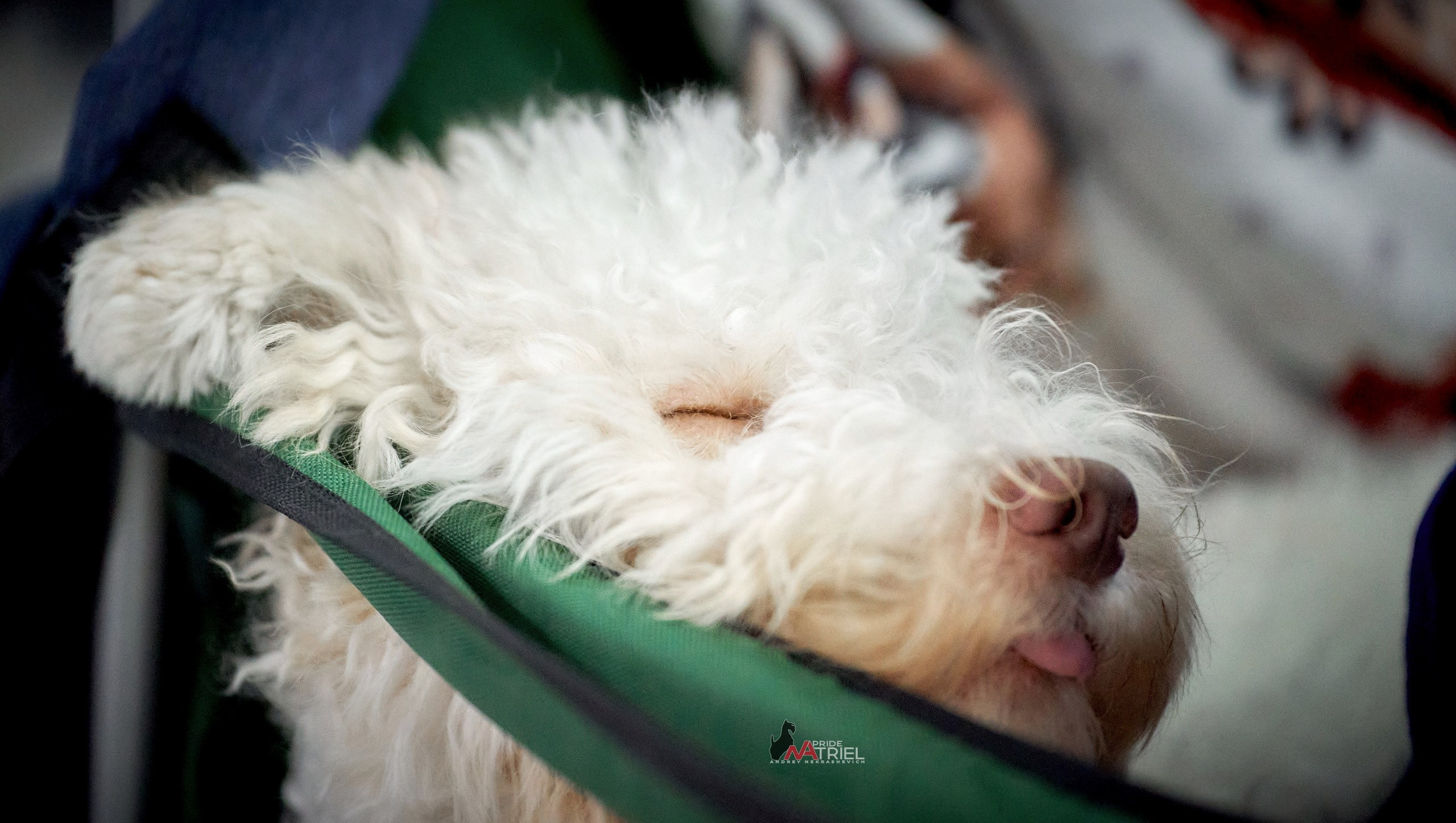 Картинки с выставки — галерея NATRIEL