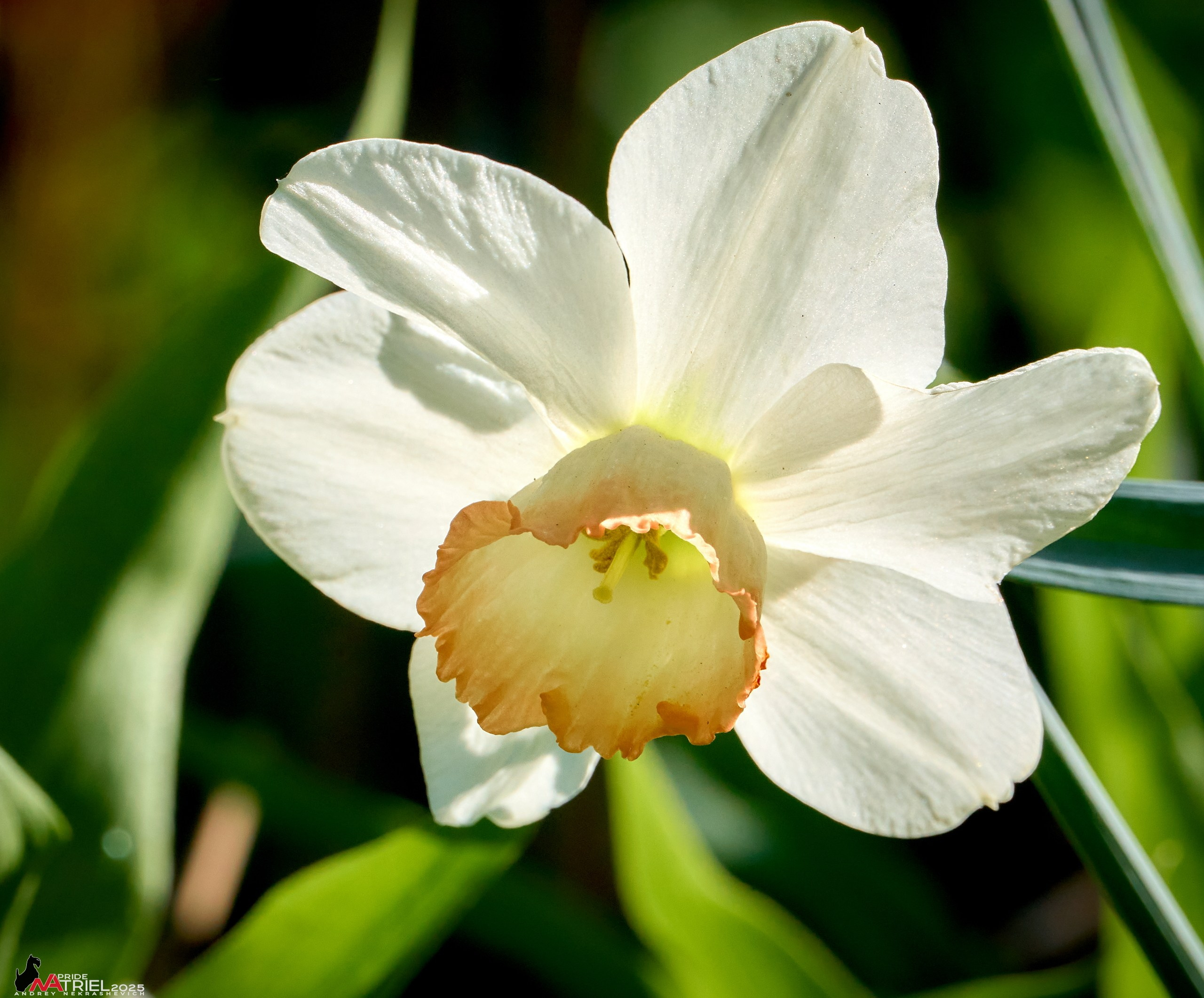 Природа в апреле. Всё в цветении!