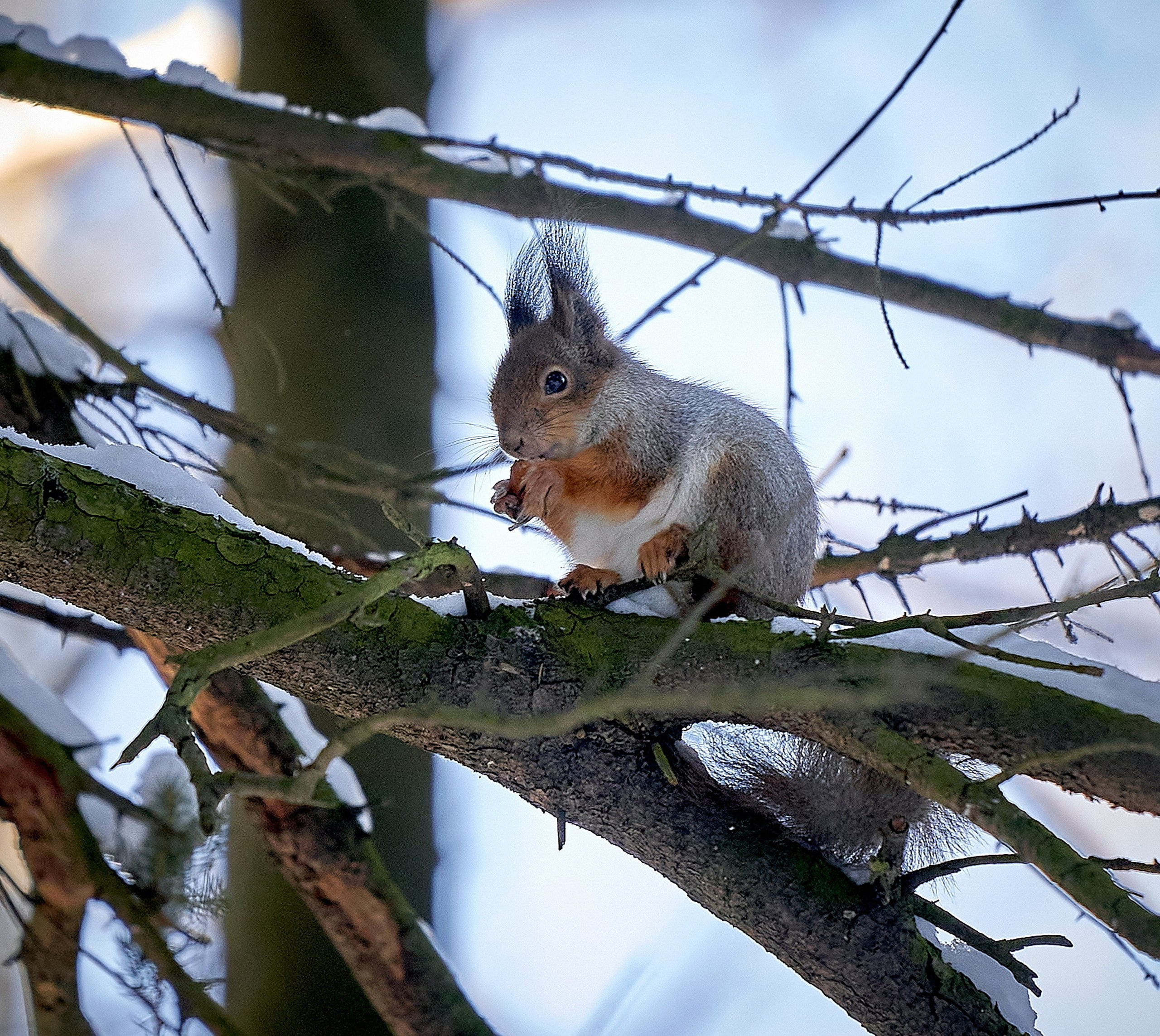 Животные — галерея NATRIEL