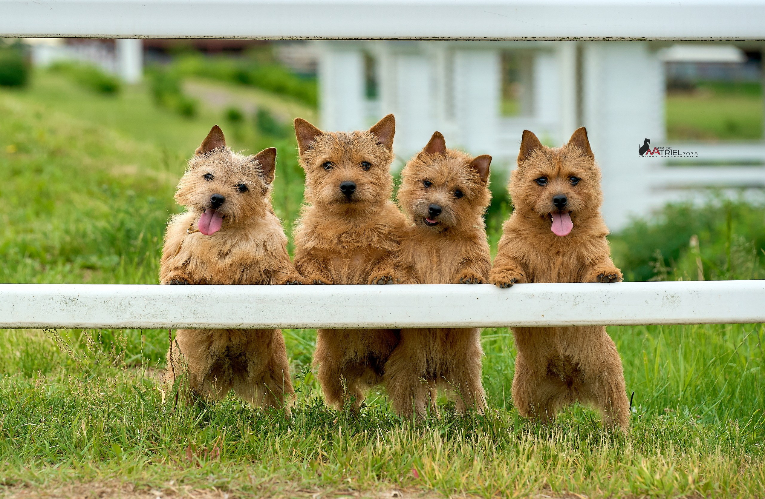 Выставка собак РОССИЯ — 2025