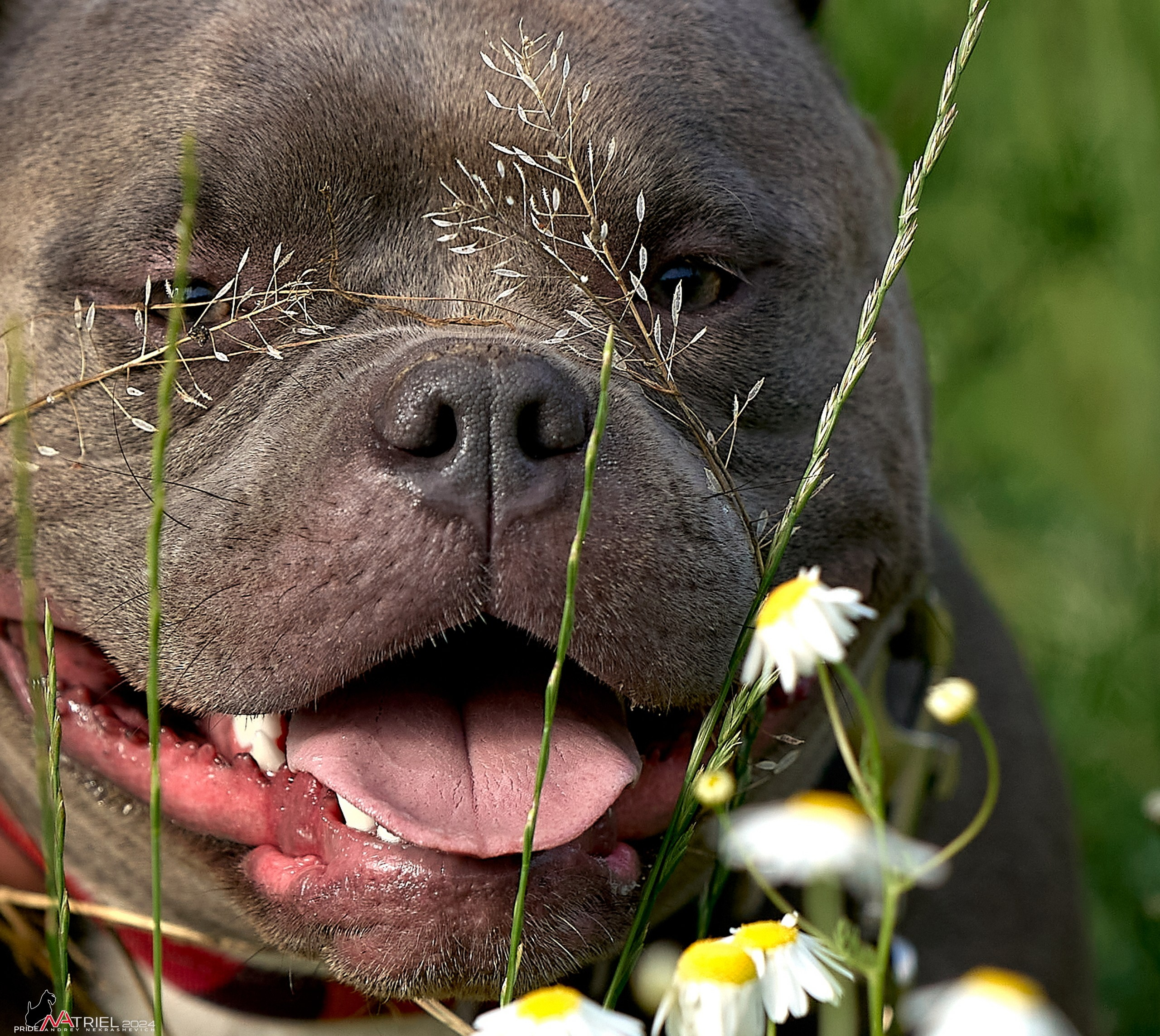 Фотопрогулка с булли