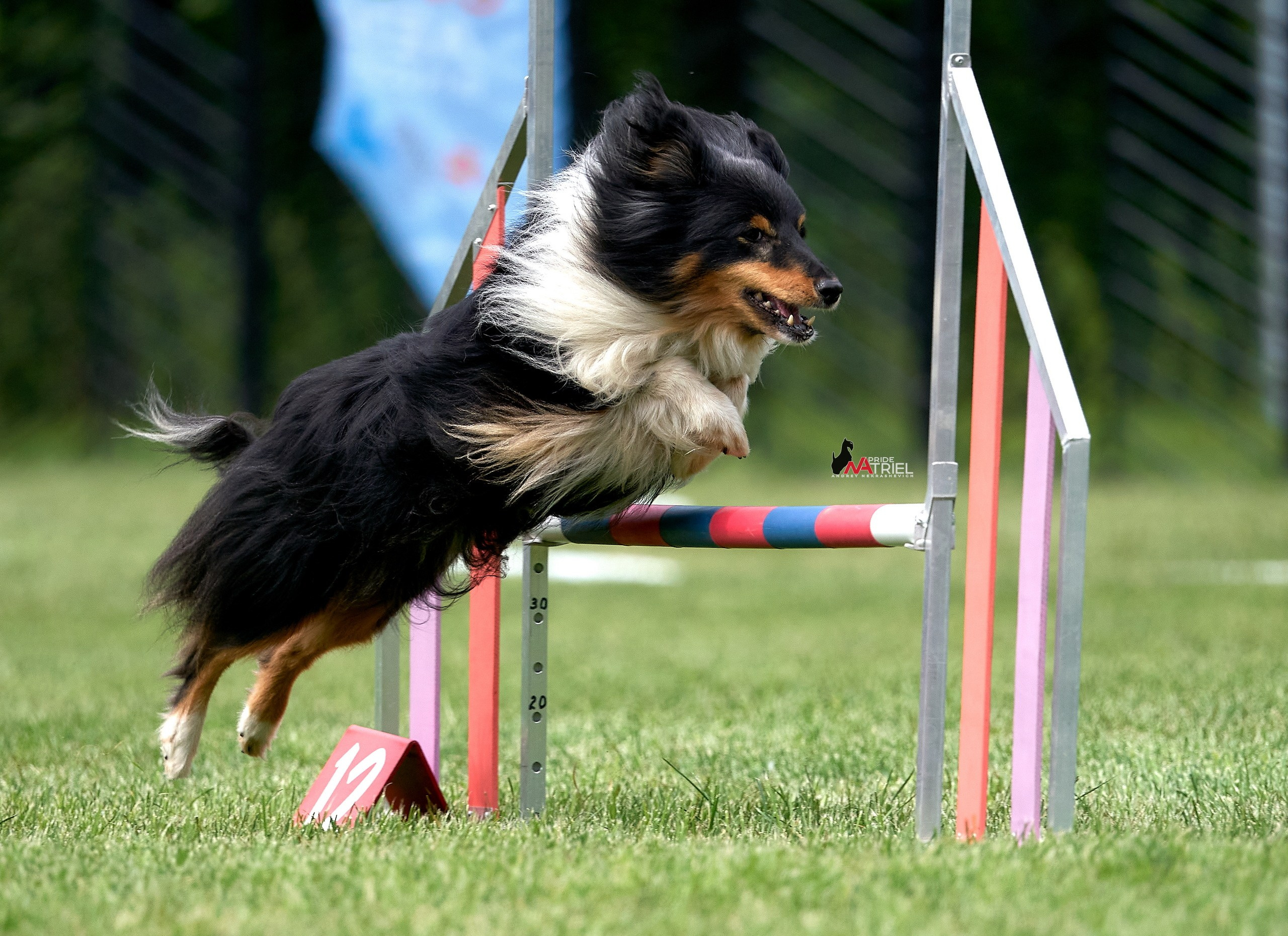 Аджилити — галерея NATRIEL