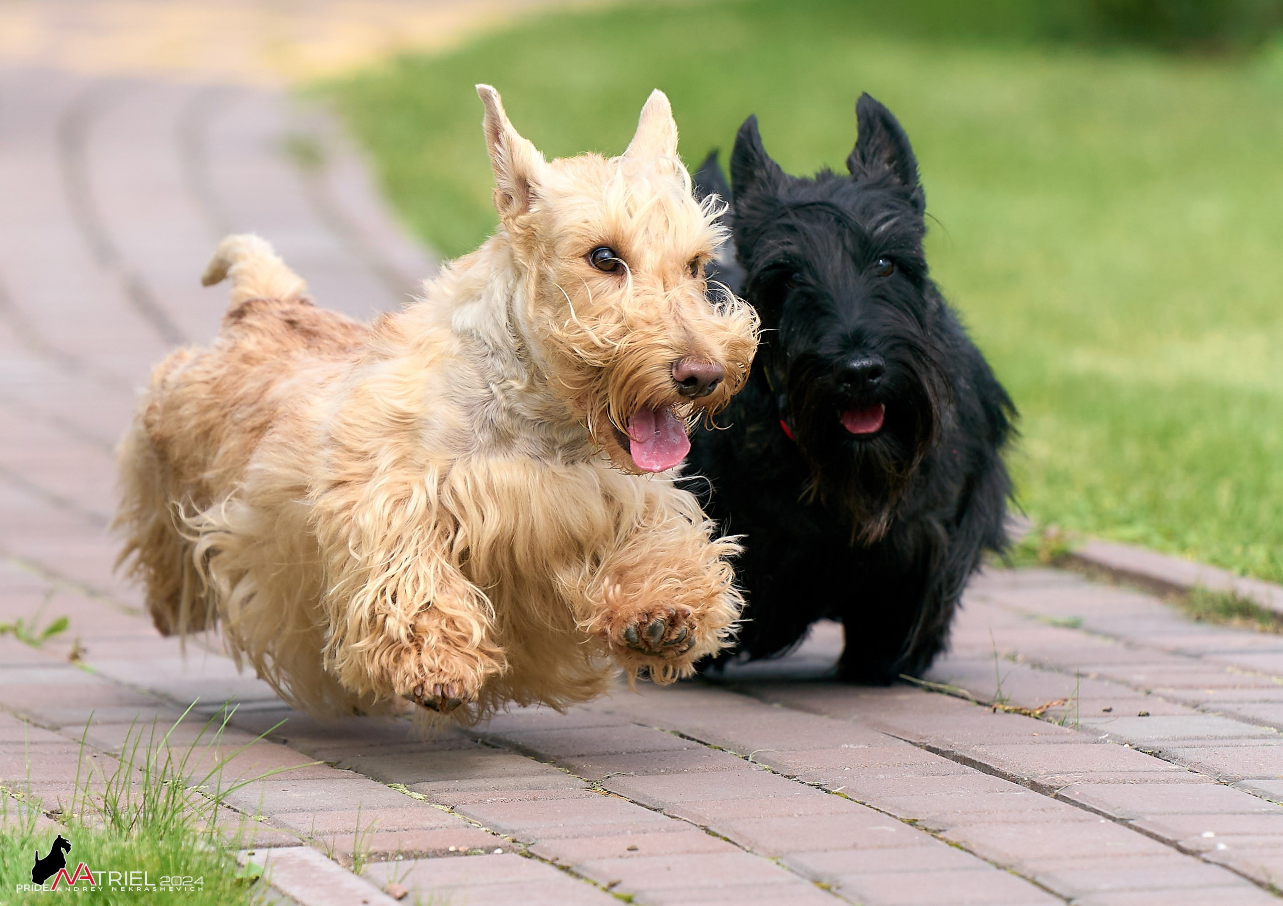 Скотчесемья «ИмпериалИти»