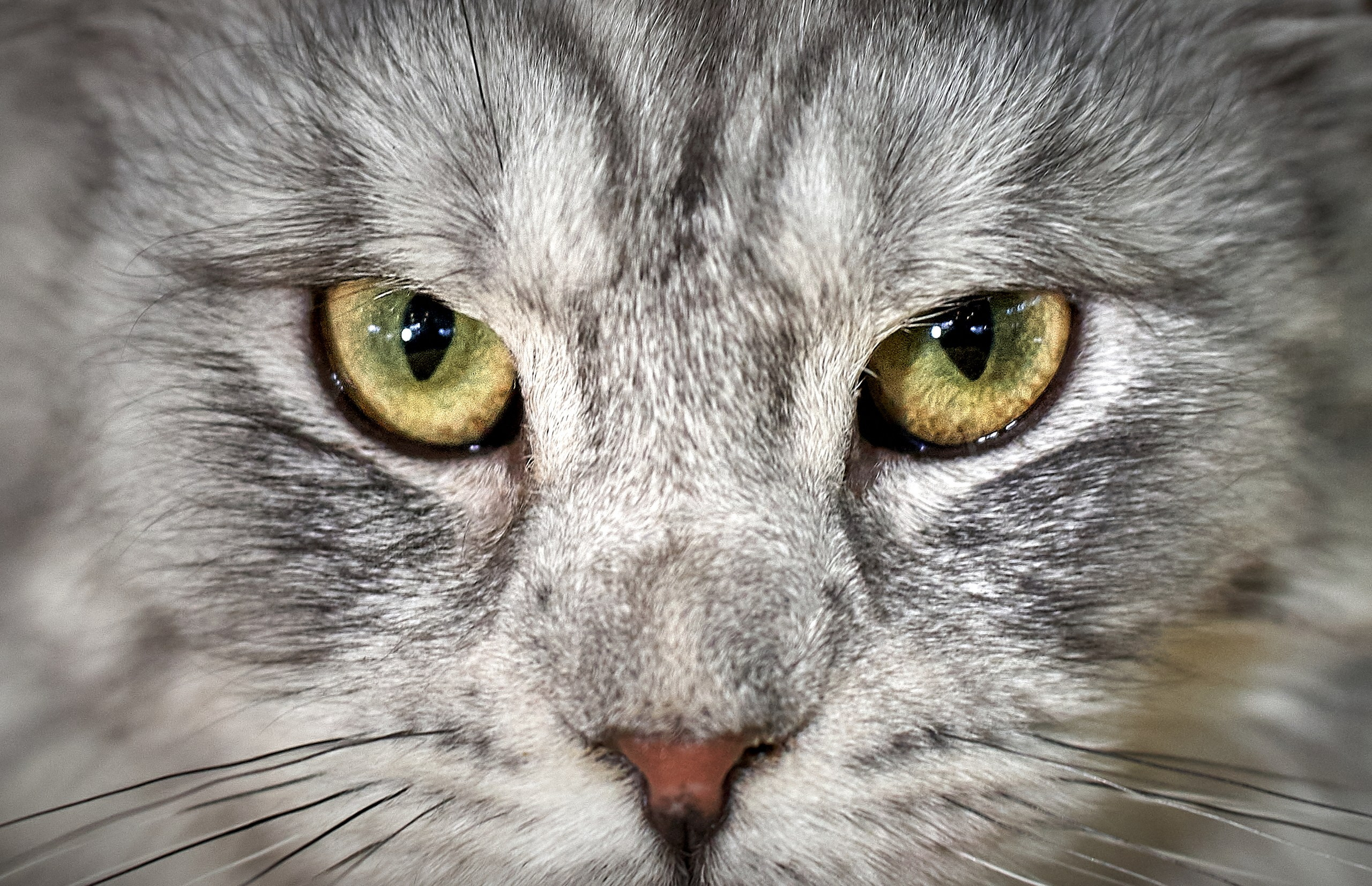 Кошки на выставках — галерея NATRIEL