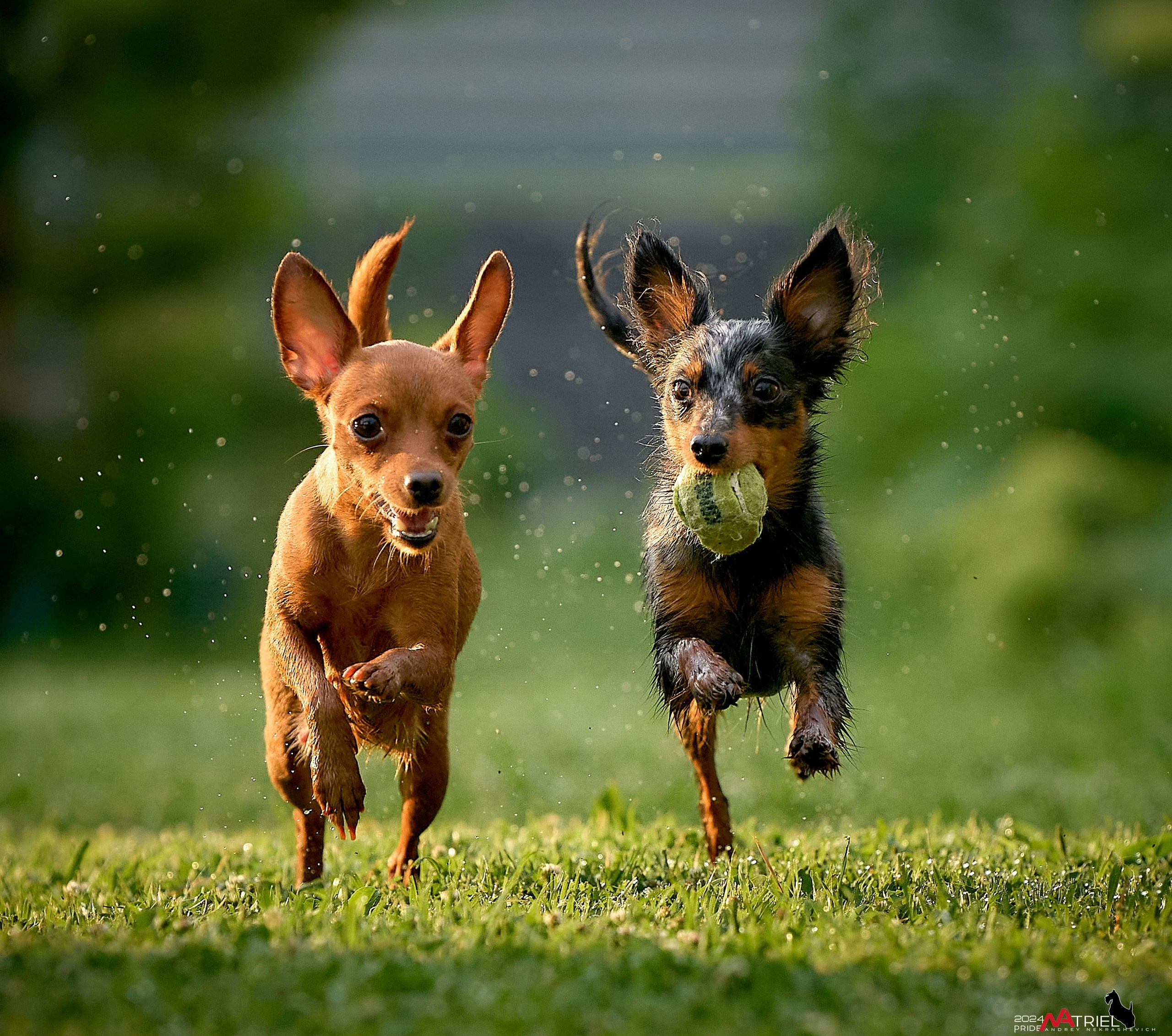 Фотопрогулка с крысариками