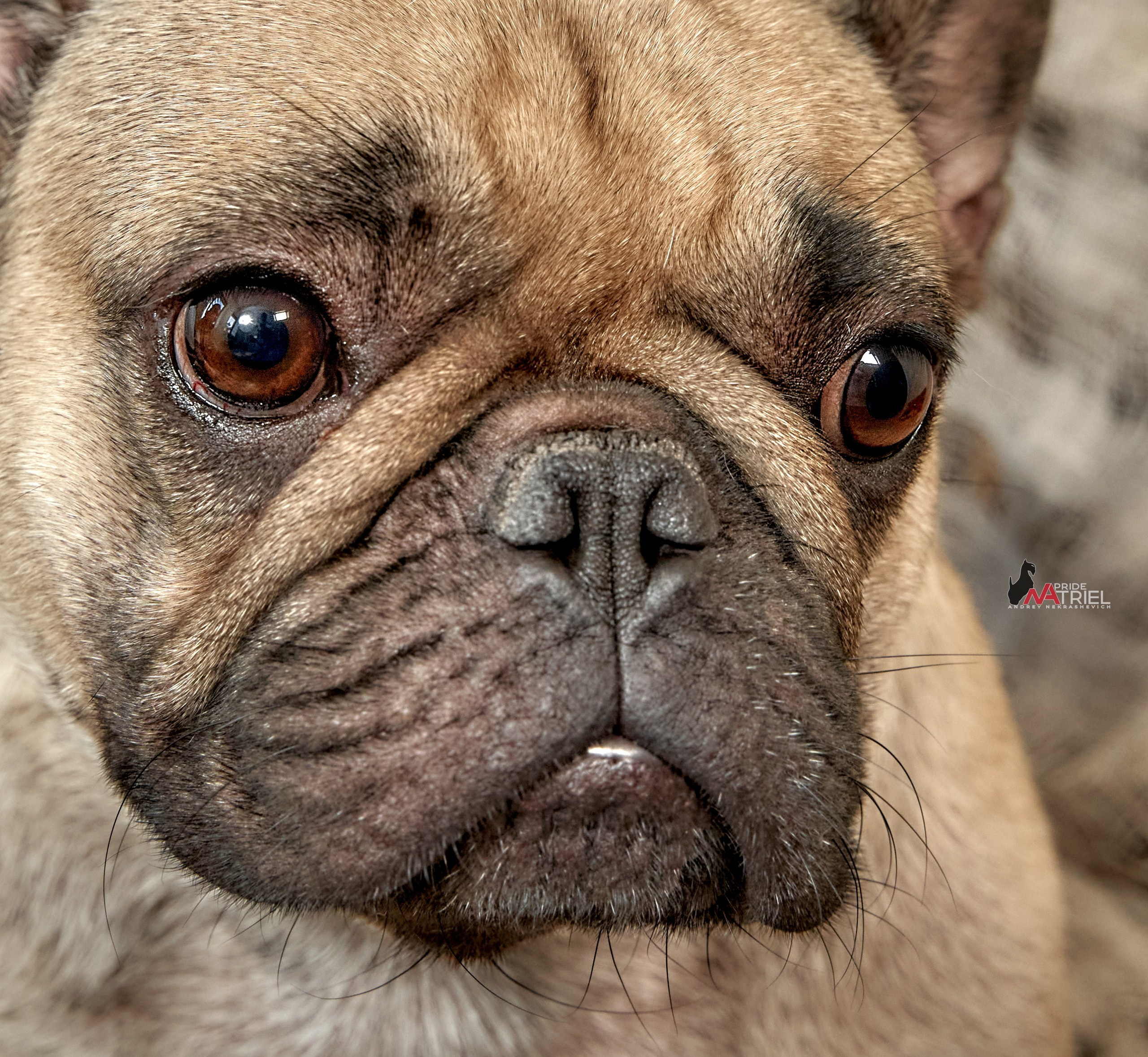 Щенки дома — галерея NATRIEL