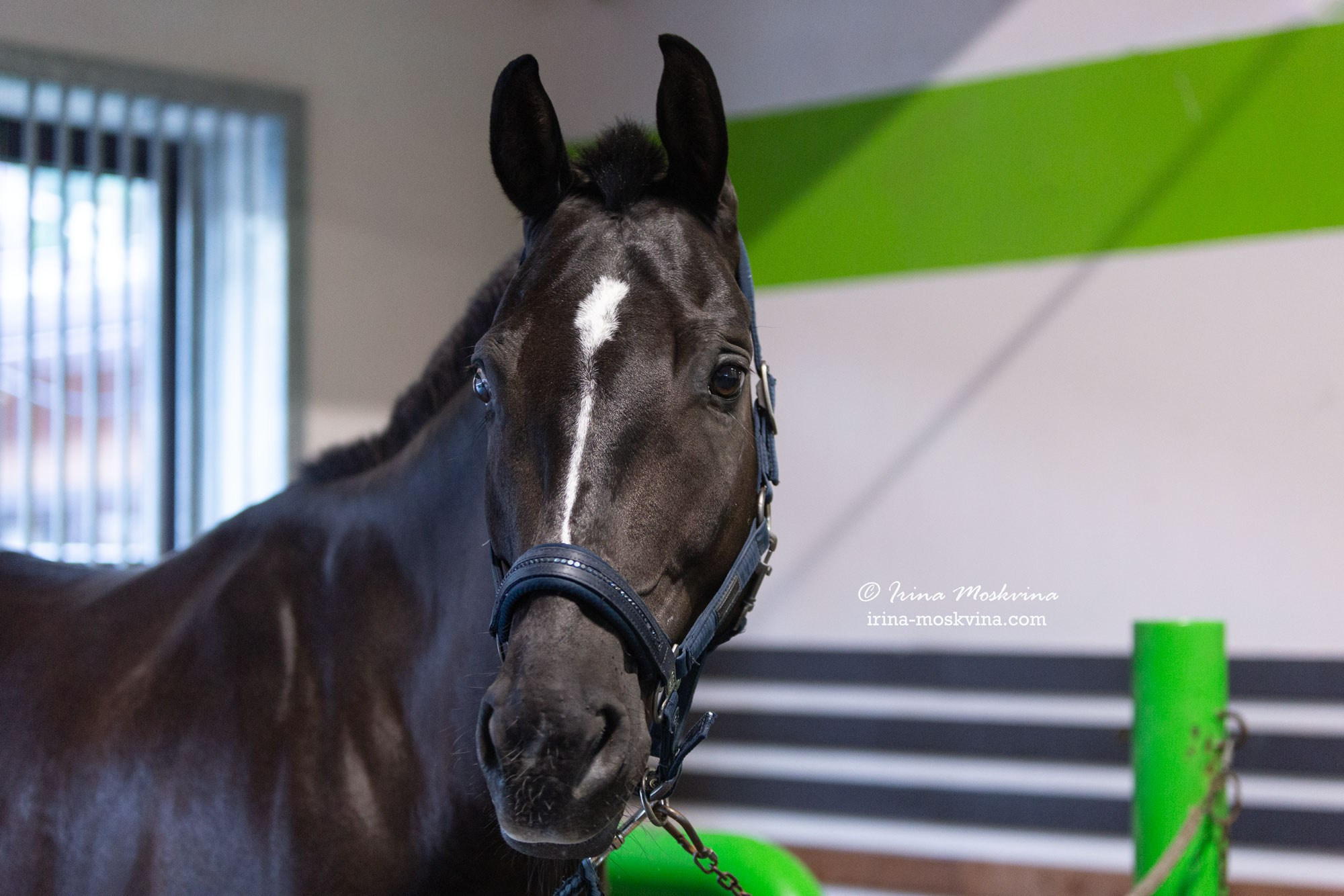 КСК «Алмазово» | Московская область | июль 2024. Ирина Москвина | фотограф | Москва